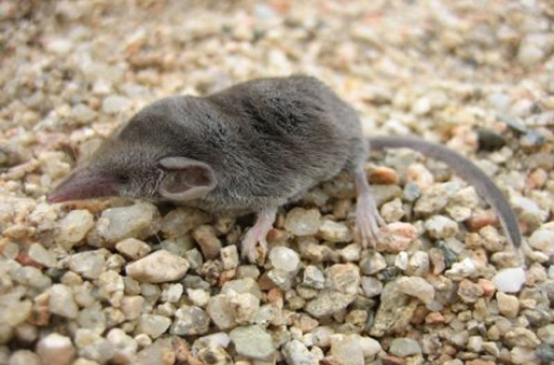 post_زبابة الحقل