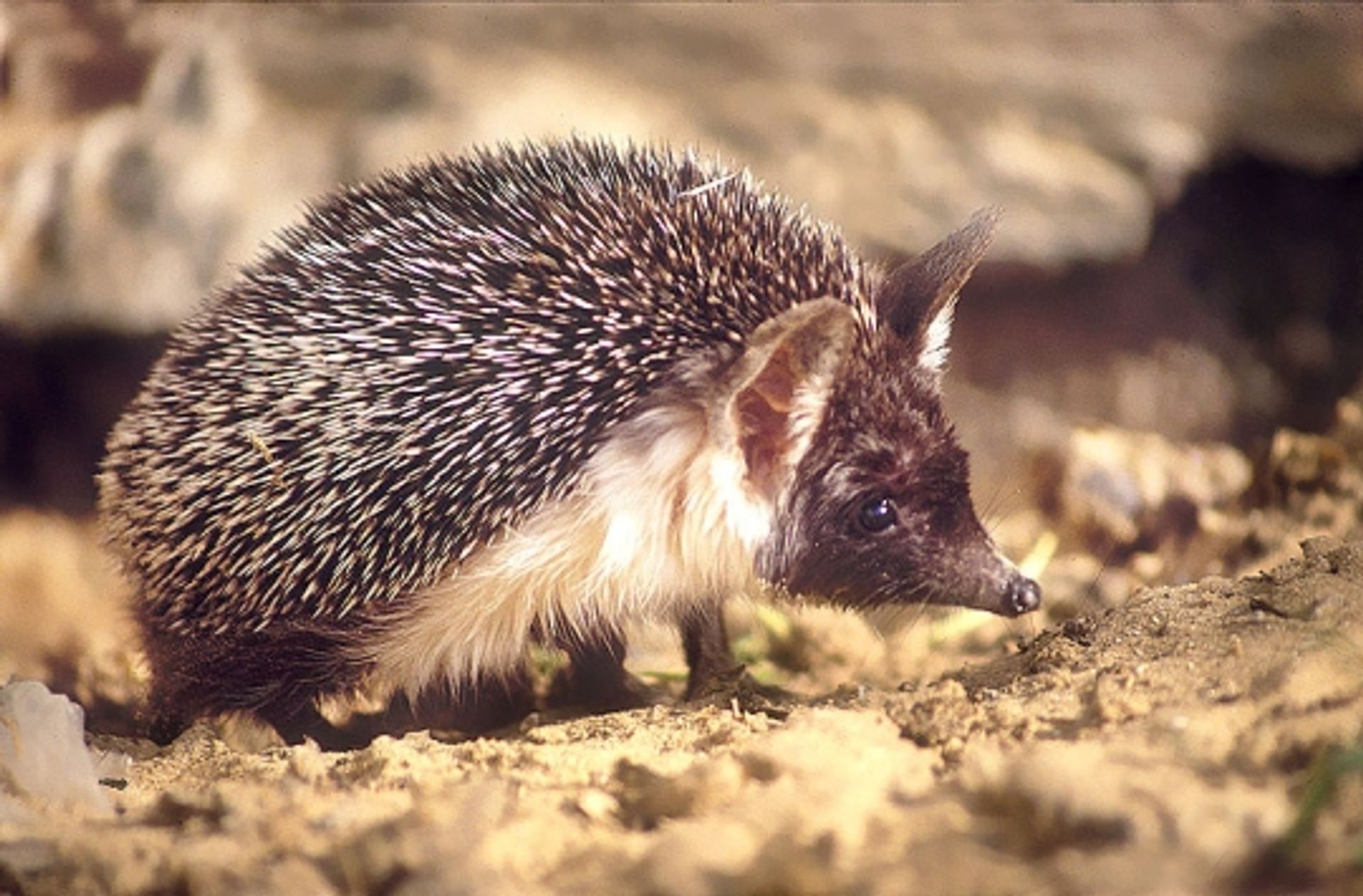 post_القنفذ الأثيوبي