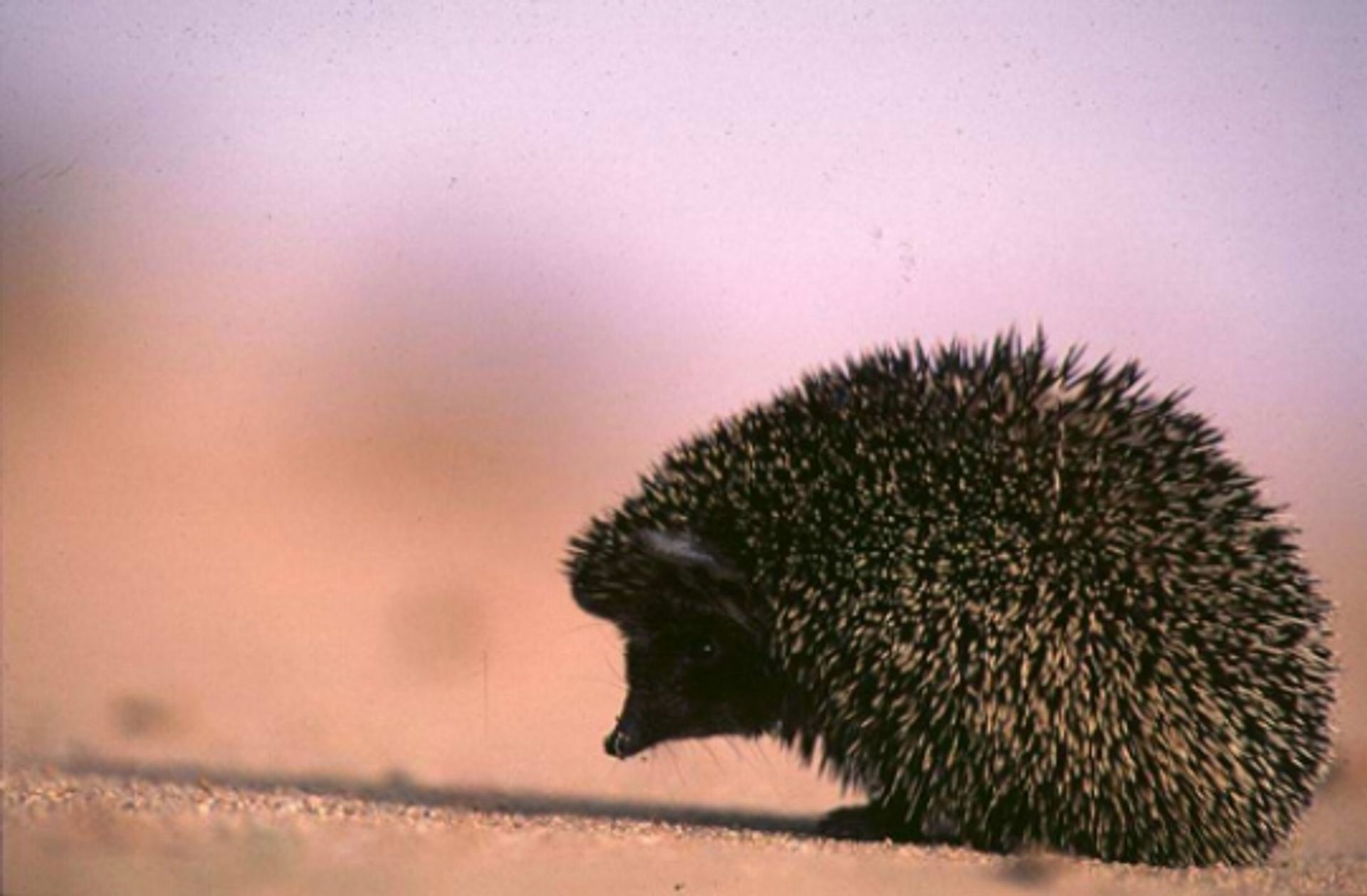 post_القنفذ الأسود (قنفذ براندت)