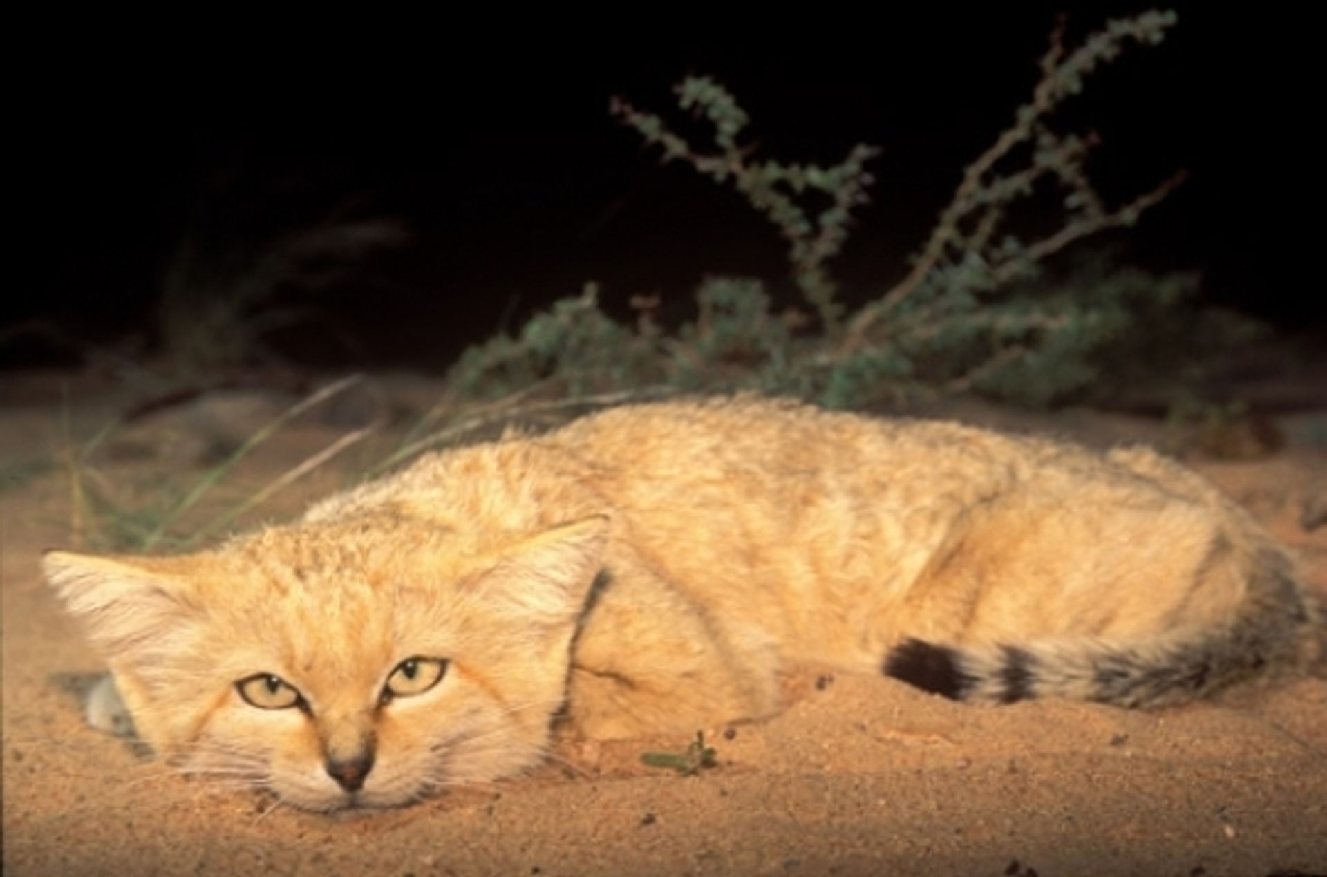 post_القط الرملي