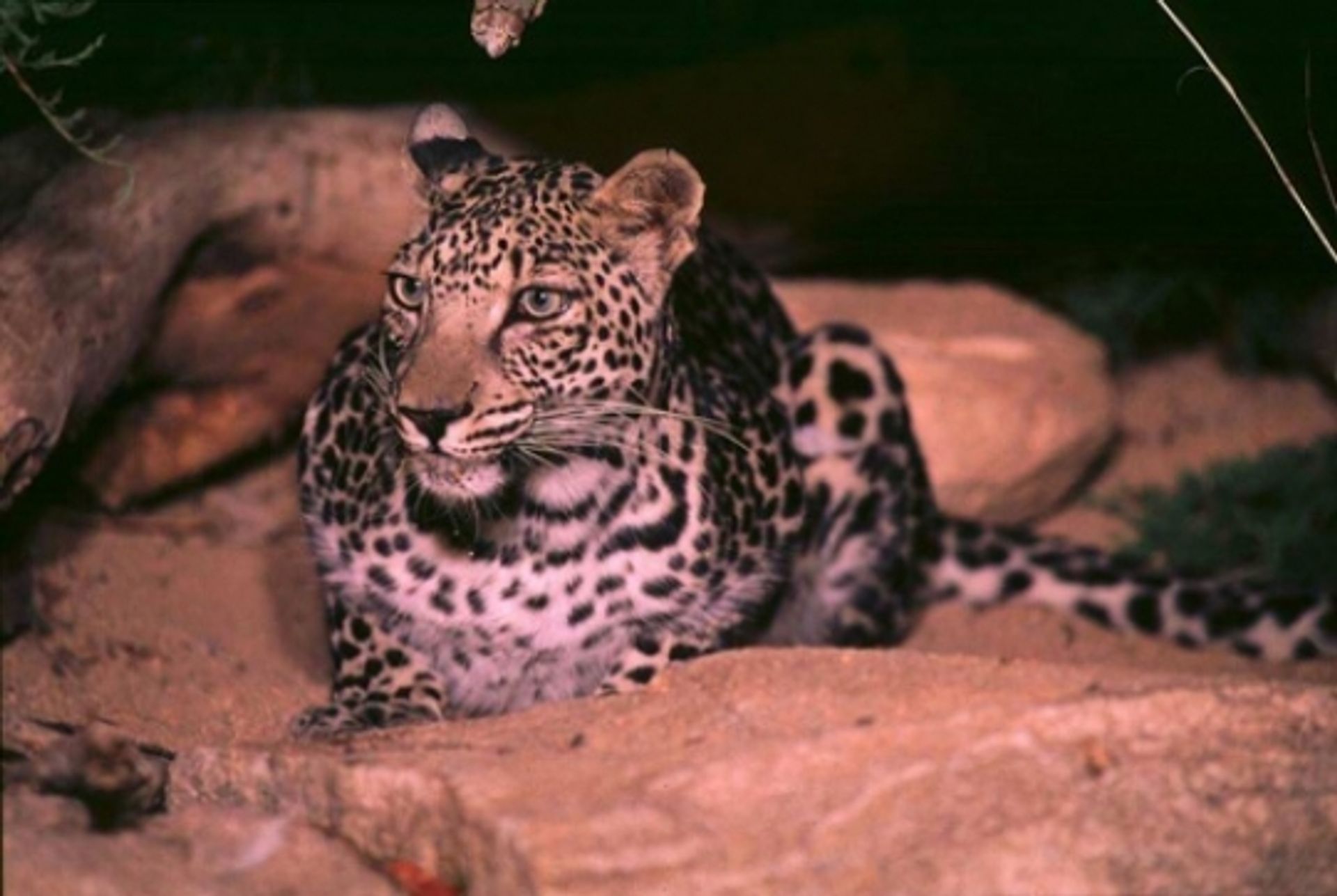 post_النمر العربي