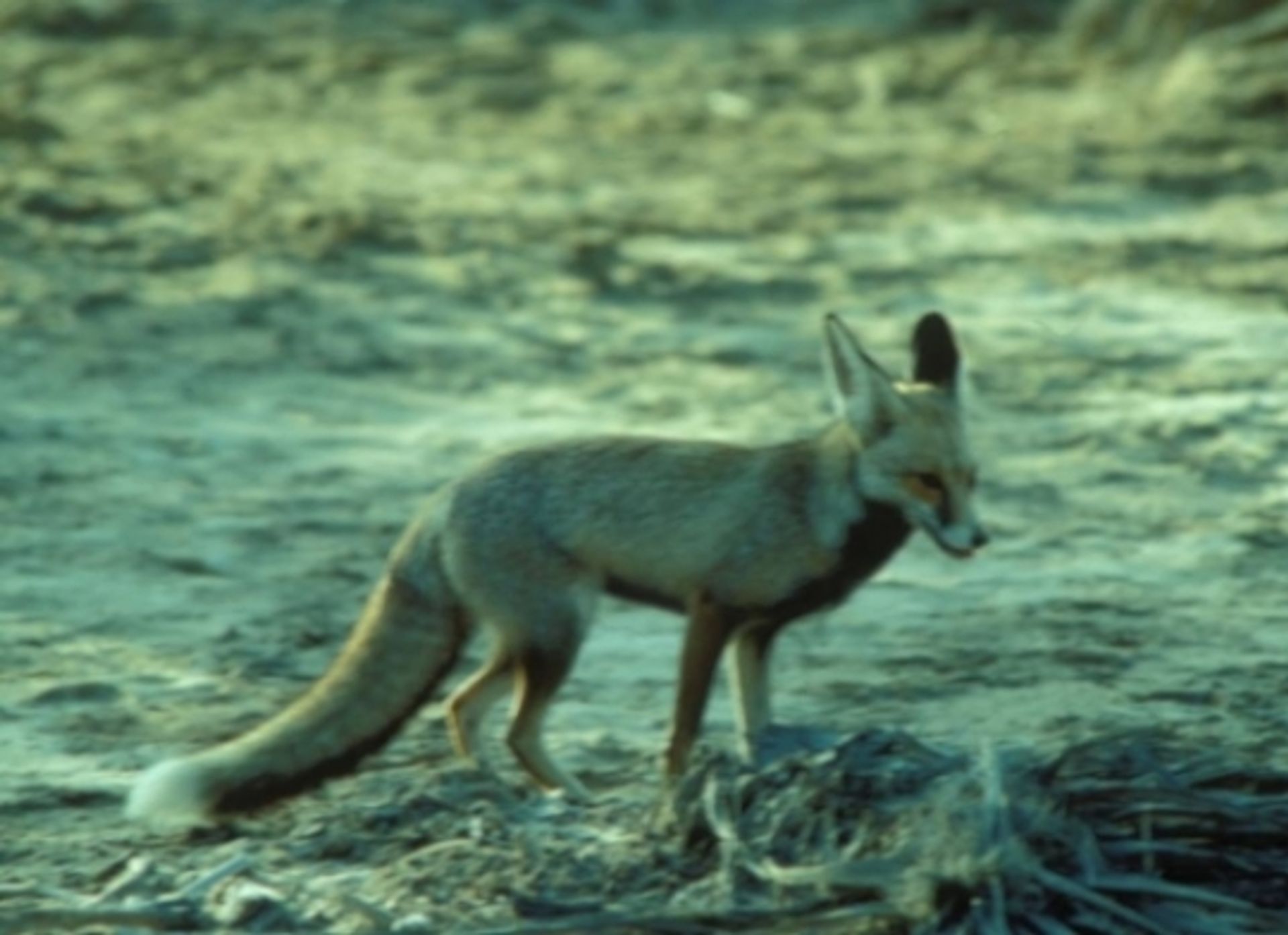 post_الثعلب الأحمر