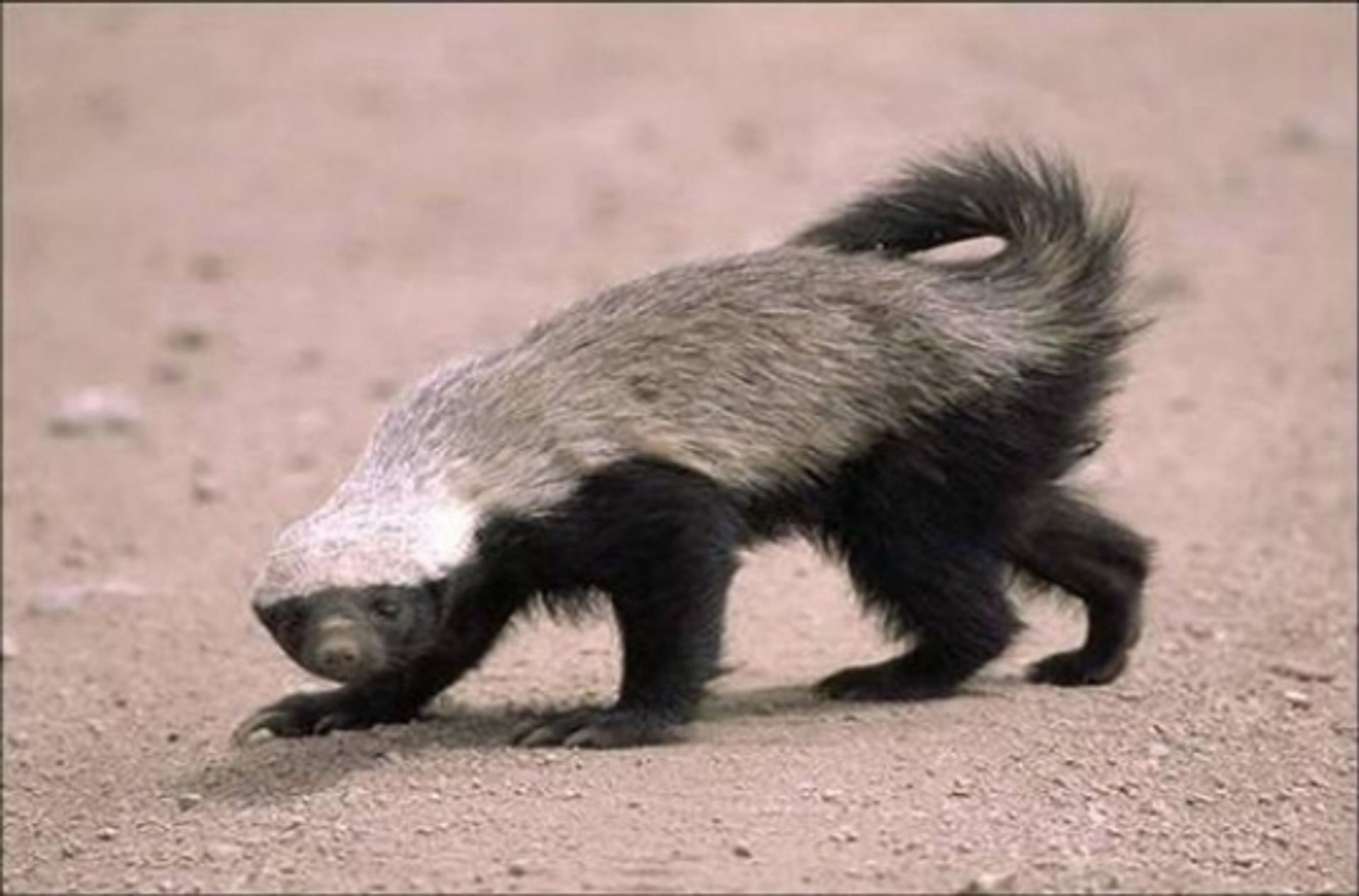 post_آكل العسل