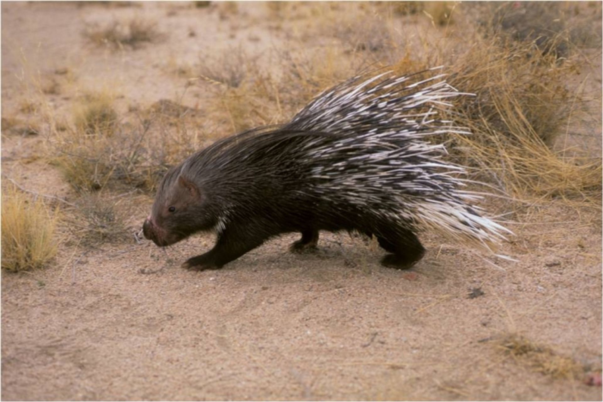 post_الشيهم أو النيص