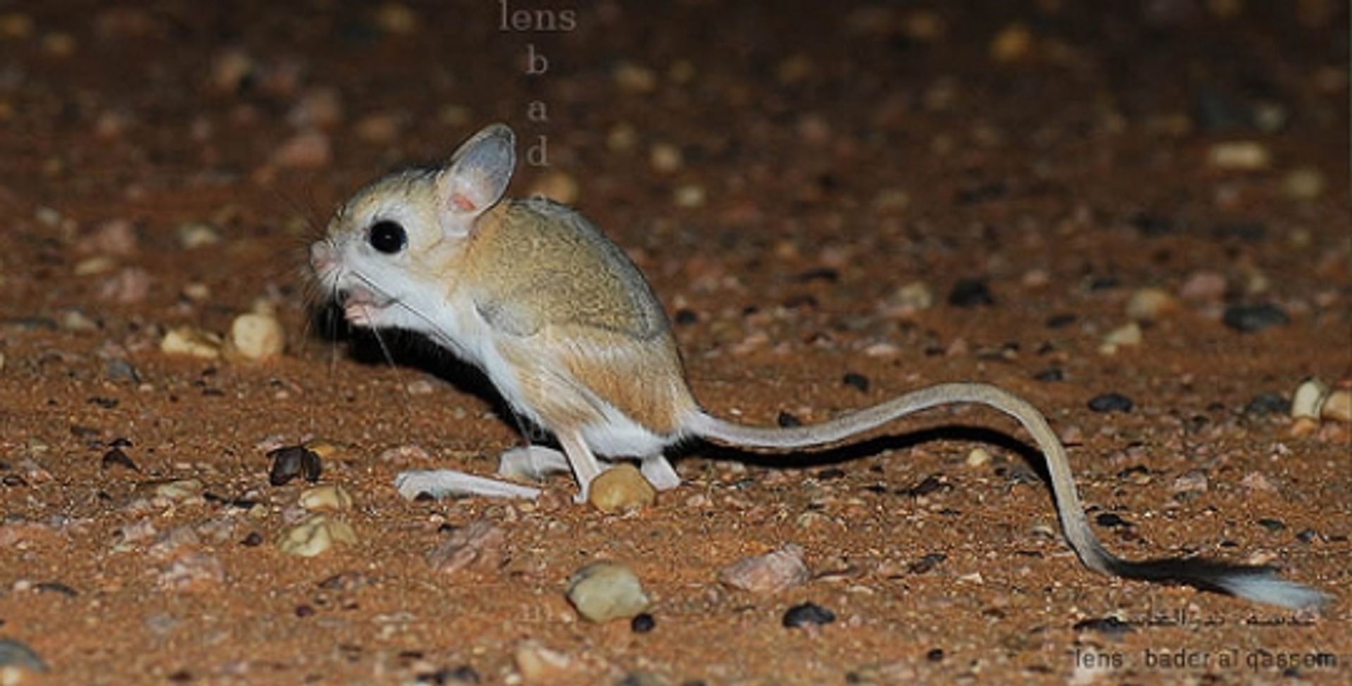 post_جربوع الفرات