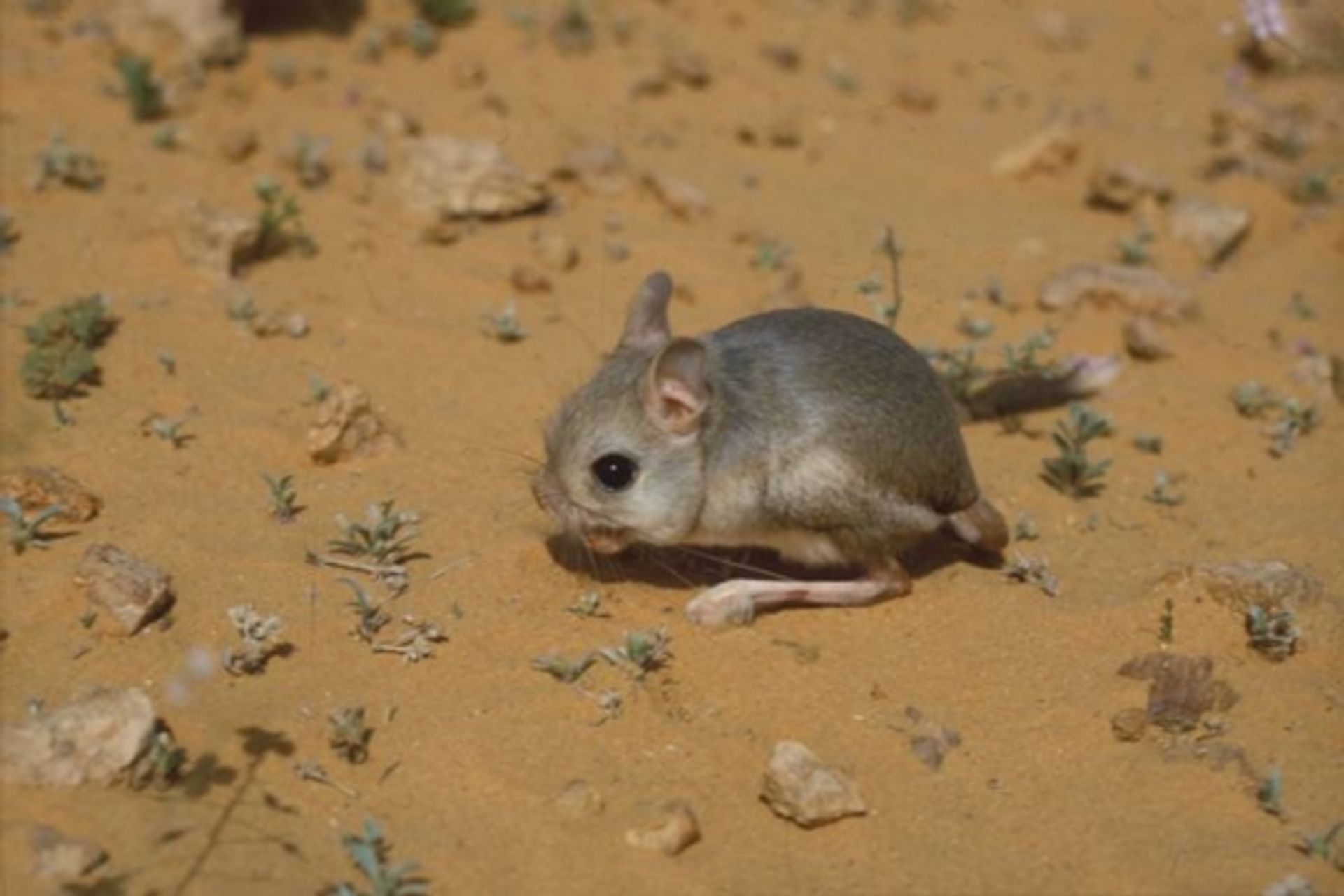 post_جربوع صغير