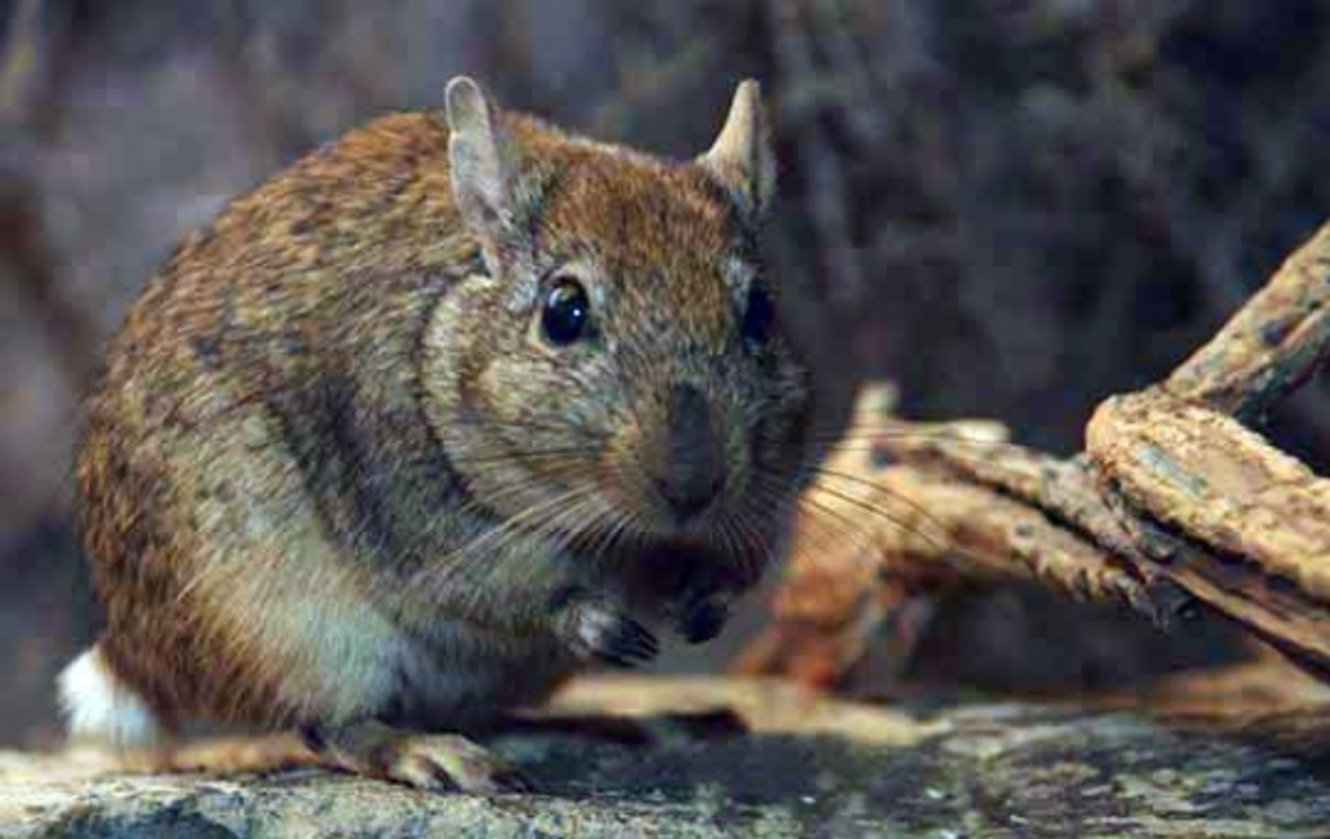 post_فأر الصحراء الكبير