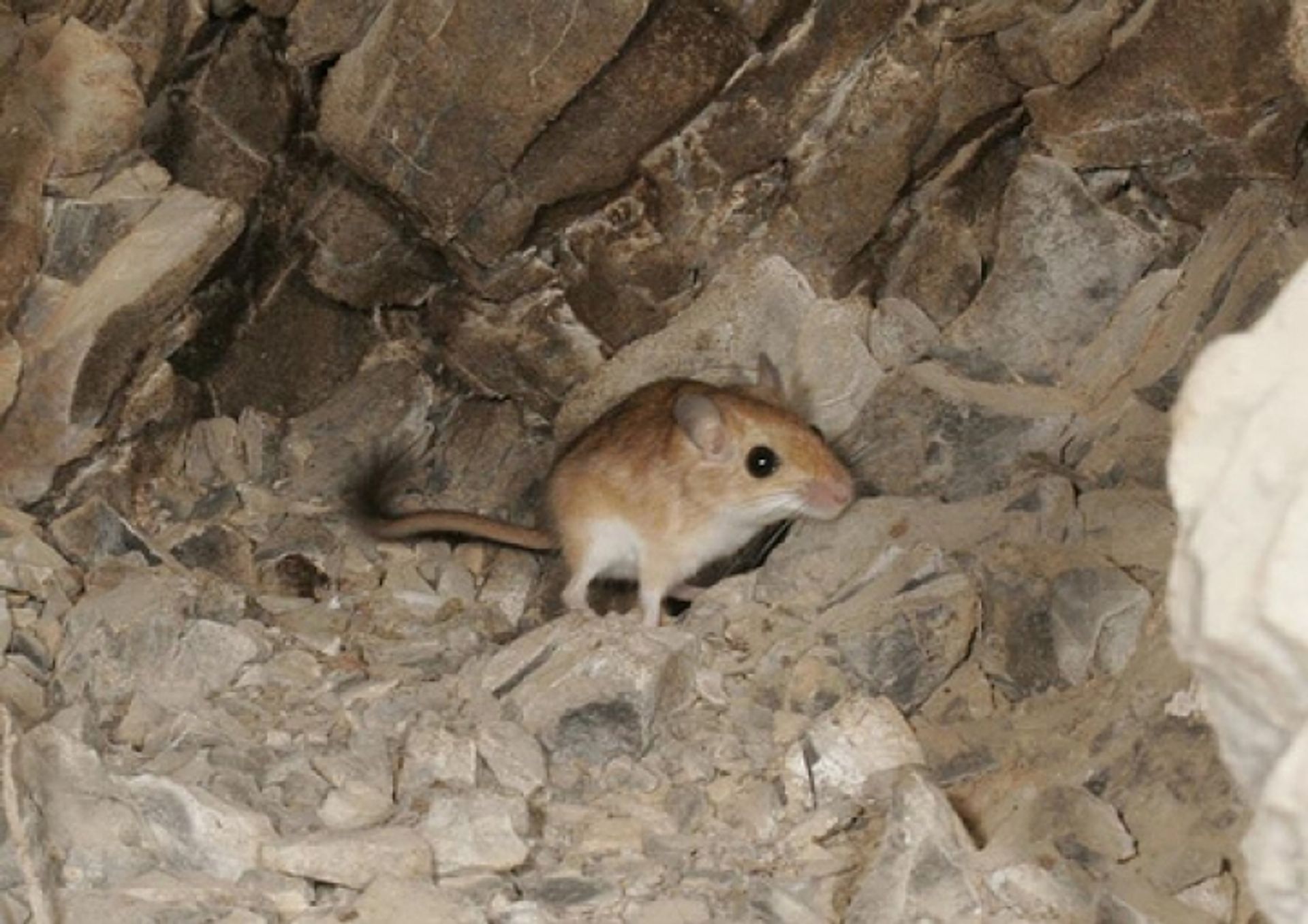 post_عضل واجنر