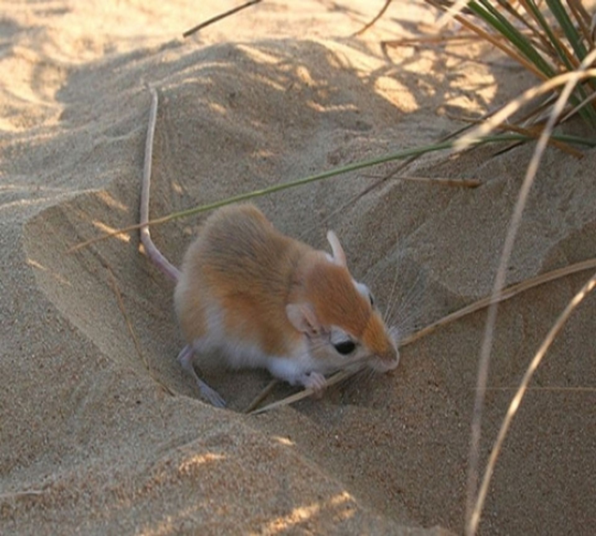 post_عضل جيسمان