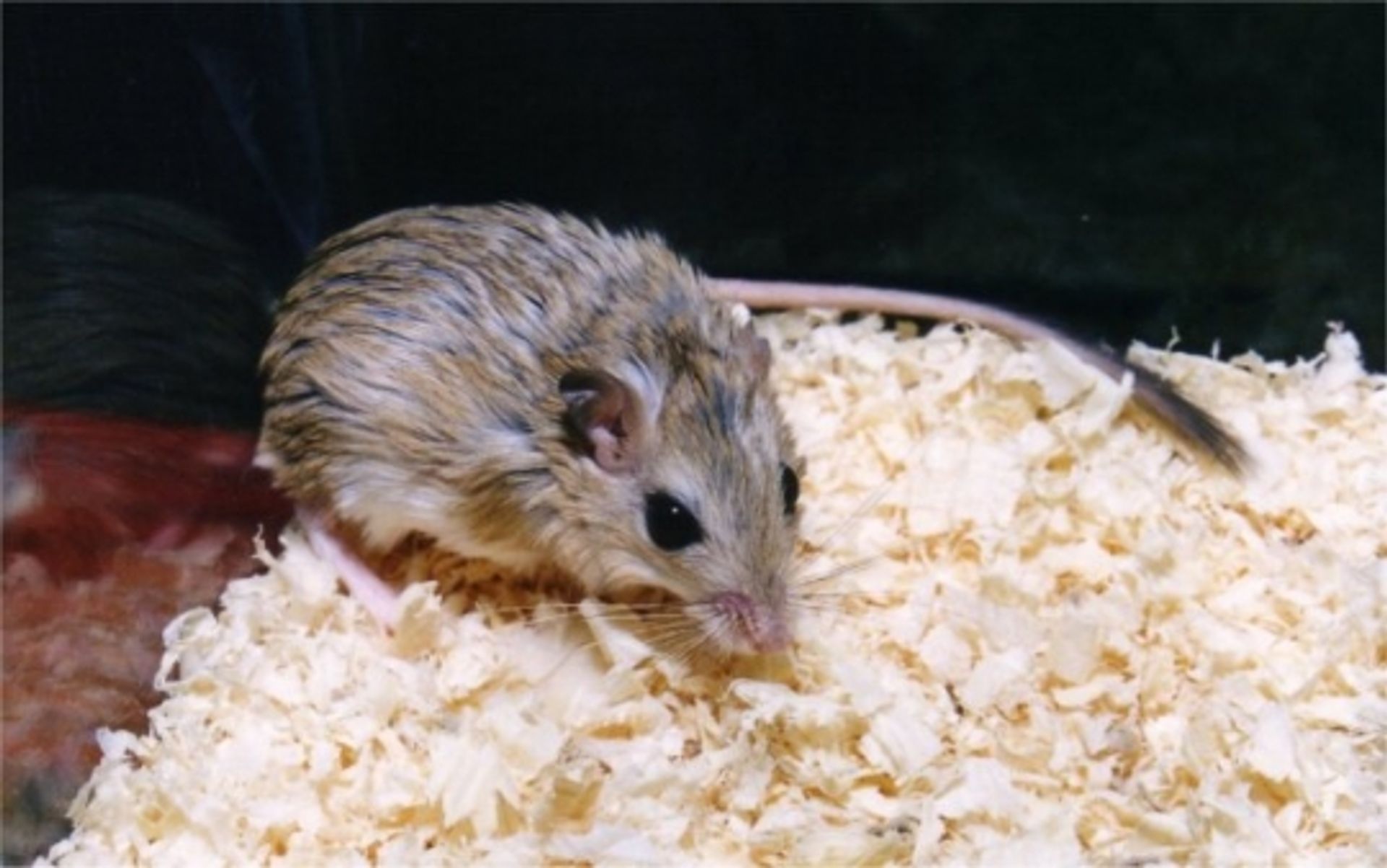 post_عضل بلوشستان(عضل الحجاز)