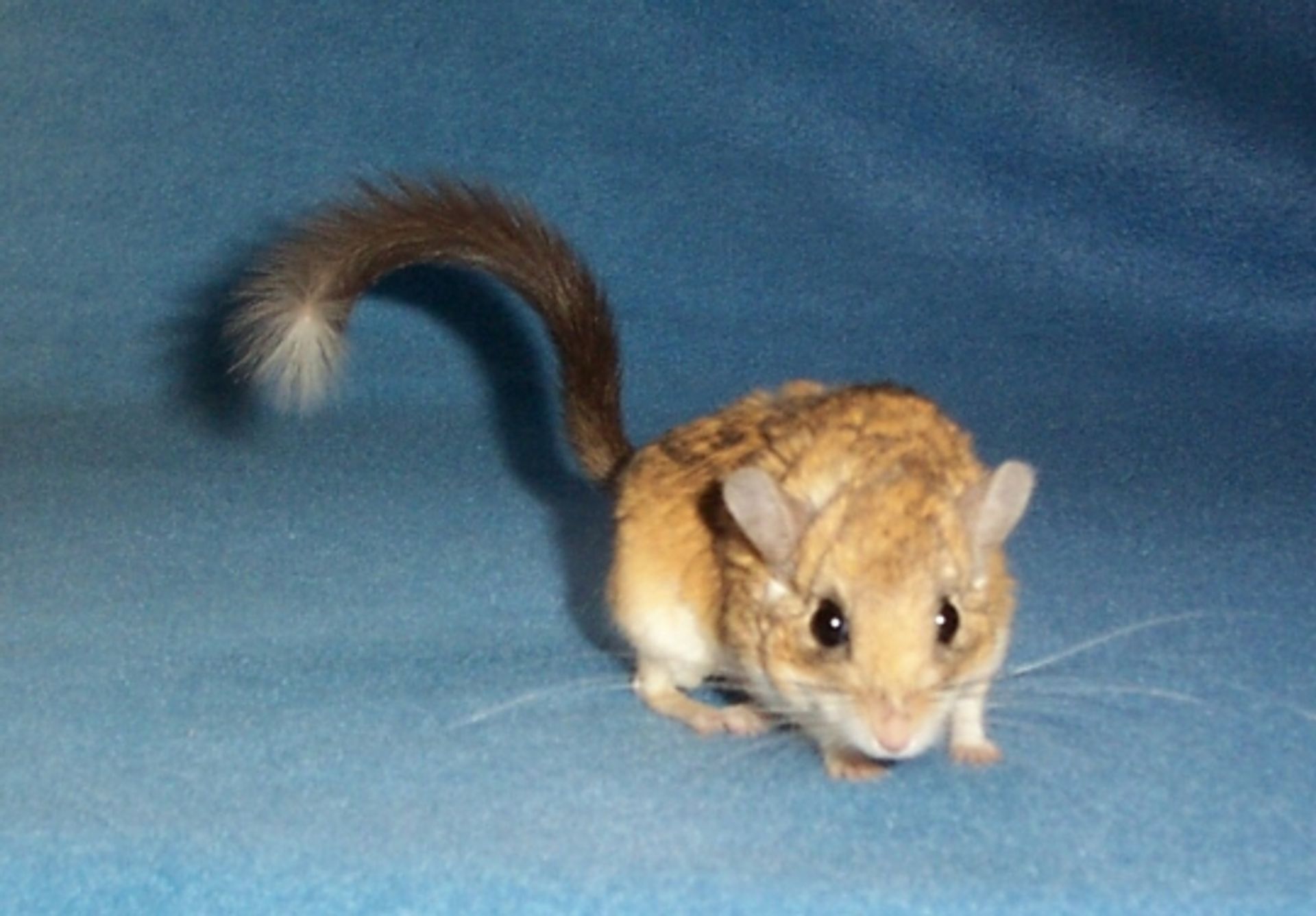 post_الجرذ كثيف شعر الذنب