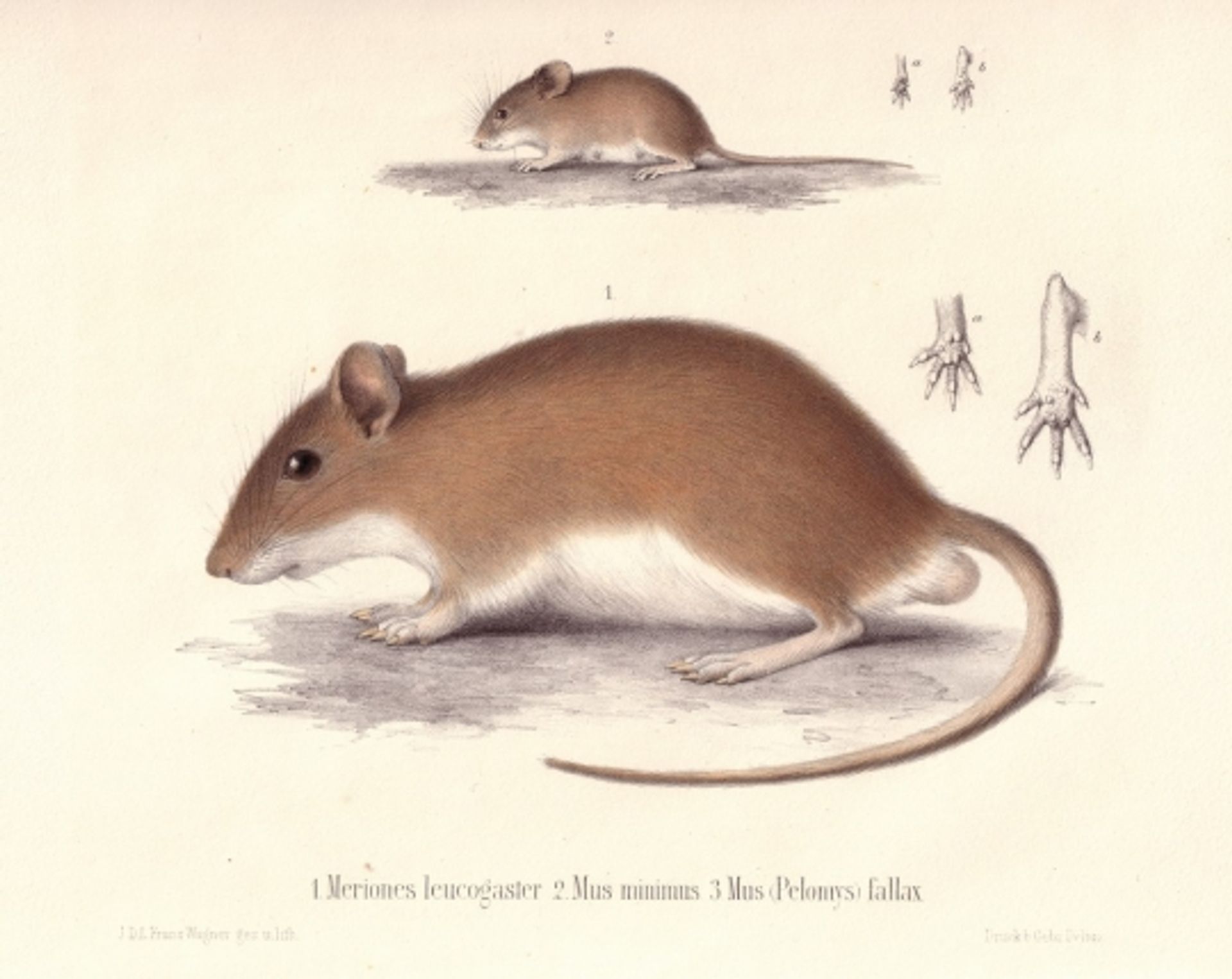 post_العضل العدني الكبير(العضل العربي)