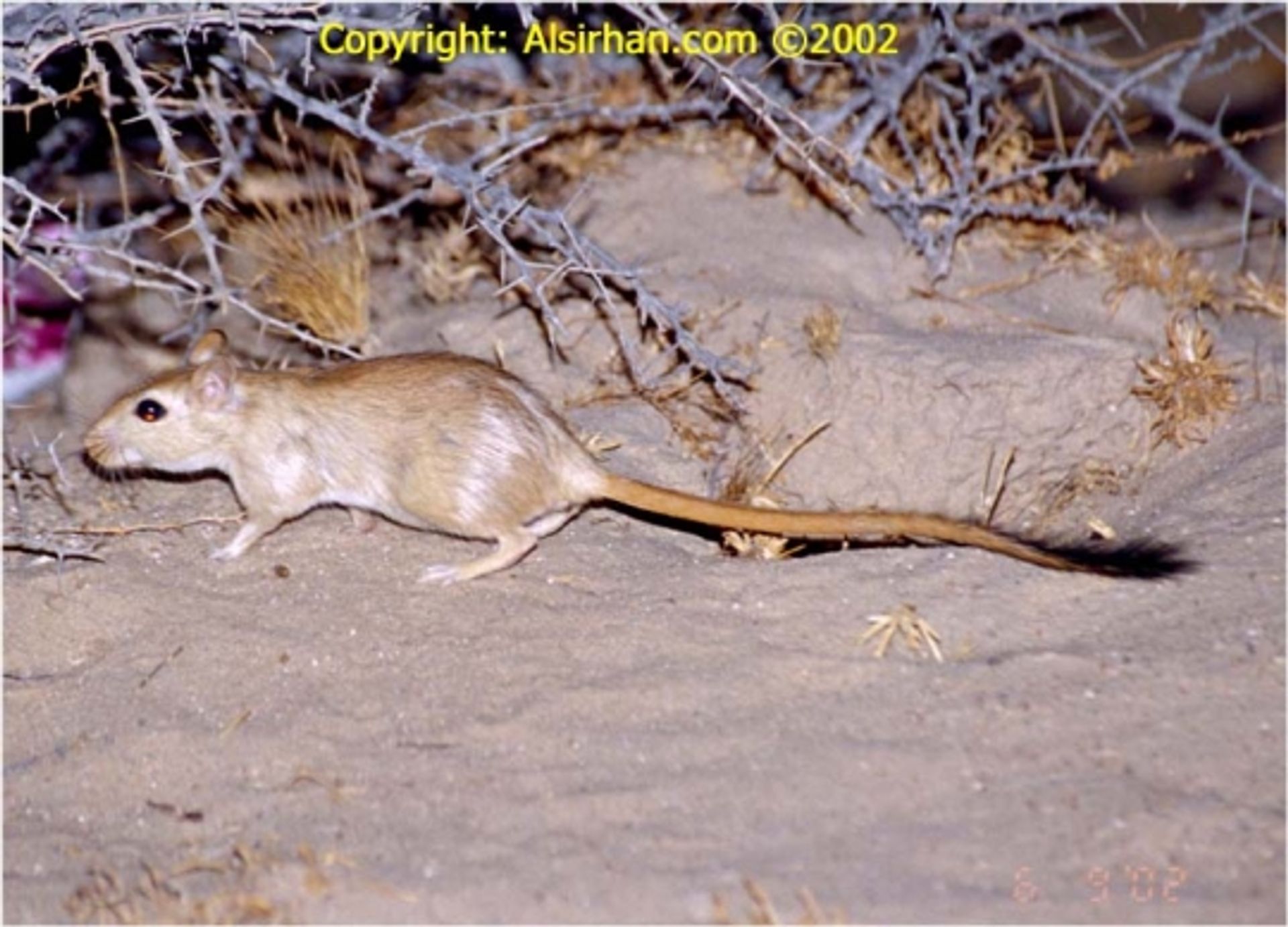 post_الجرذ الليبي