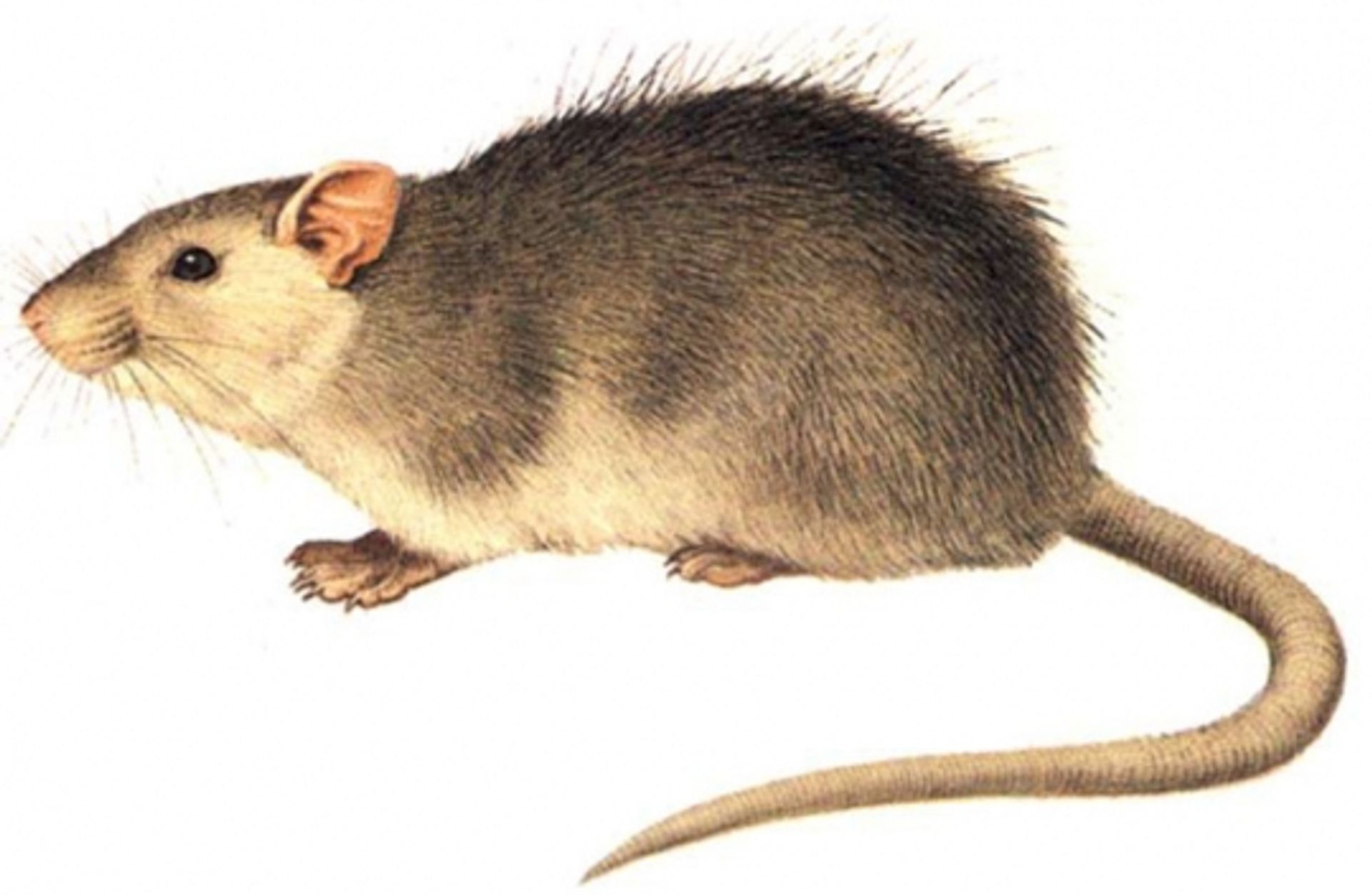 post_الجرذ الهندي