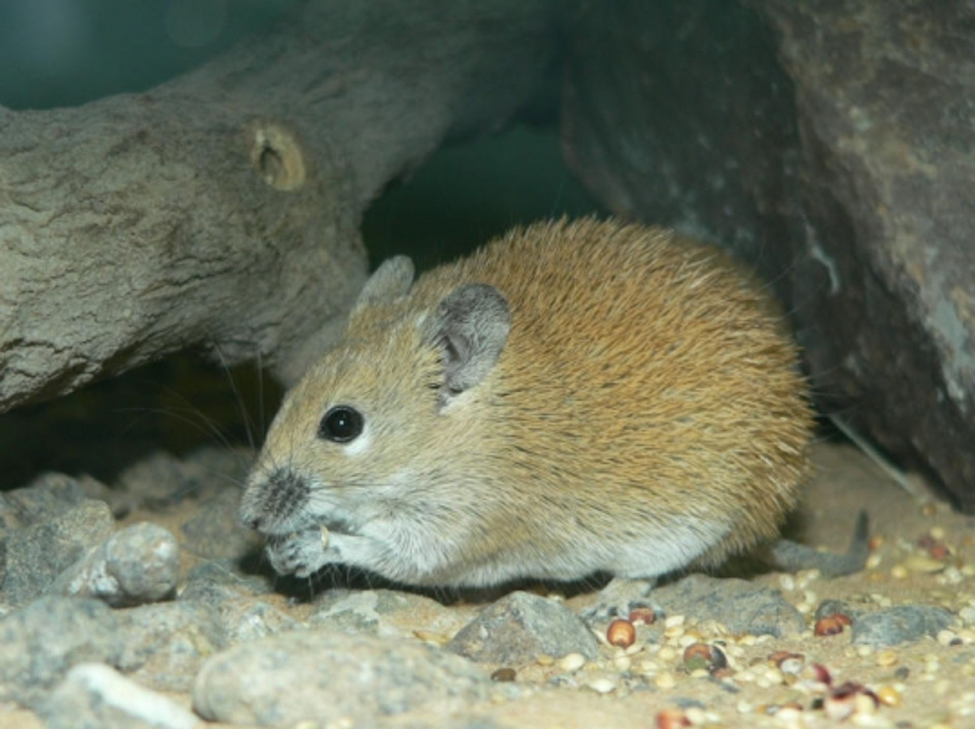 post_الفأر الشوكي الذهبي