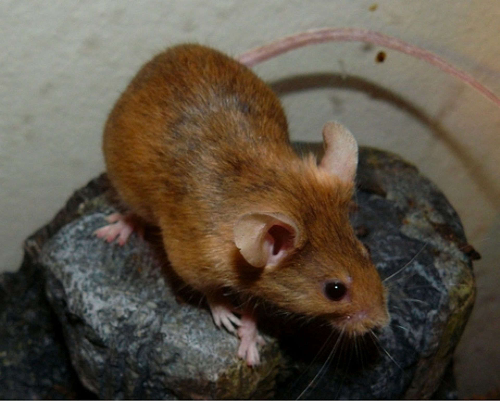 post_فأر المنازل