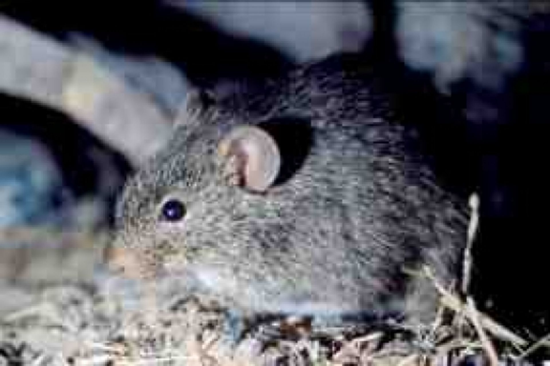 post_جرذ الصخر