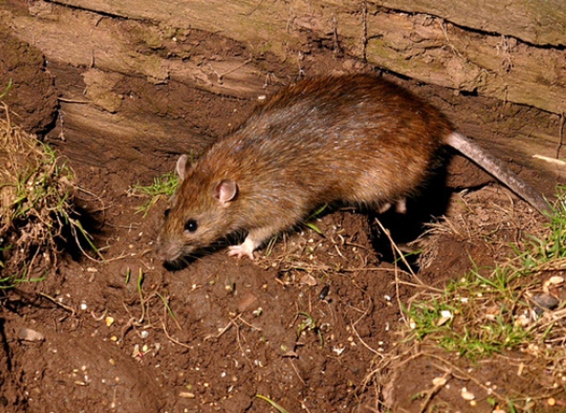 post_الجرذ البني