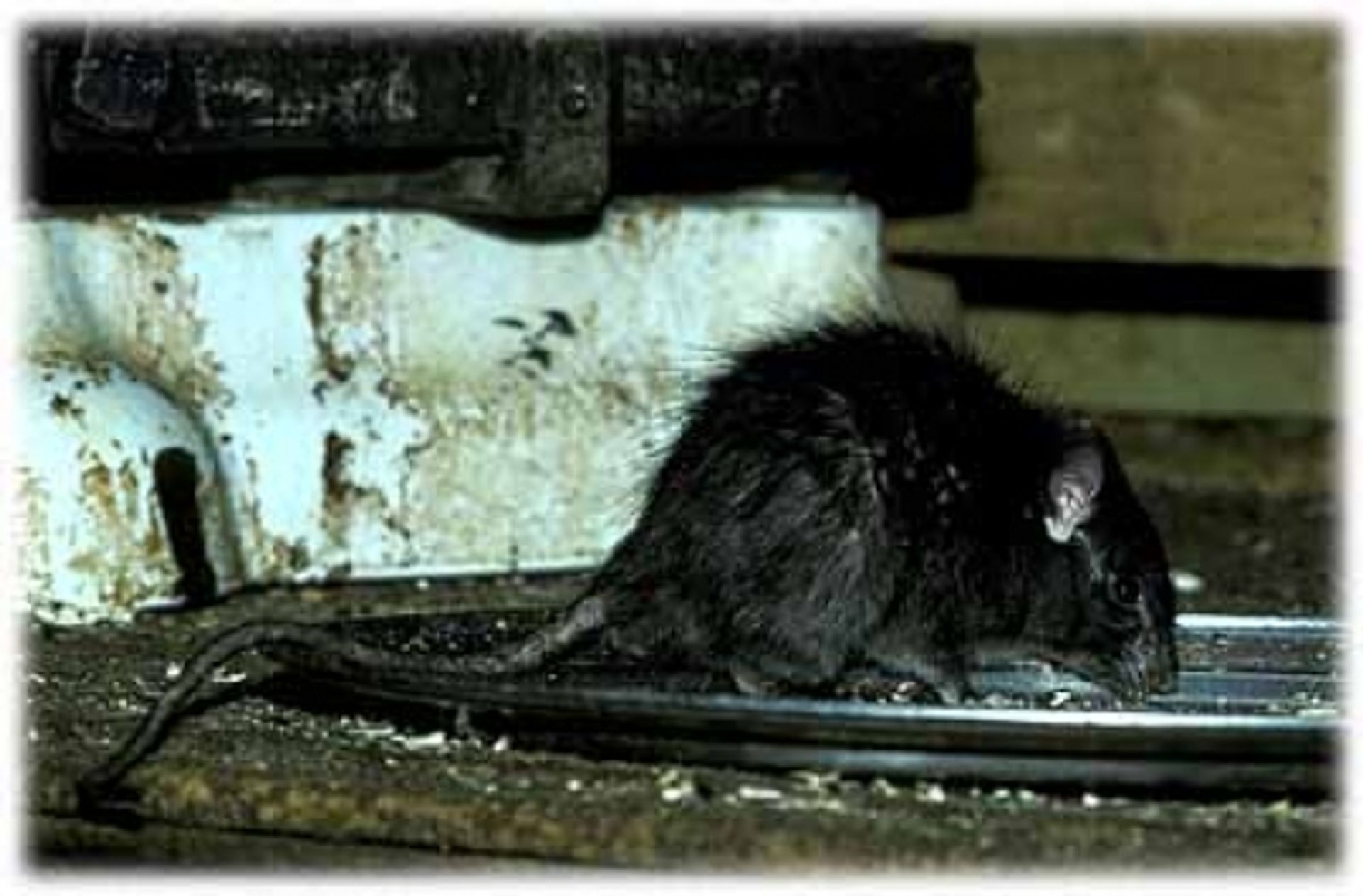 post_الجرذ الأسود