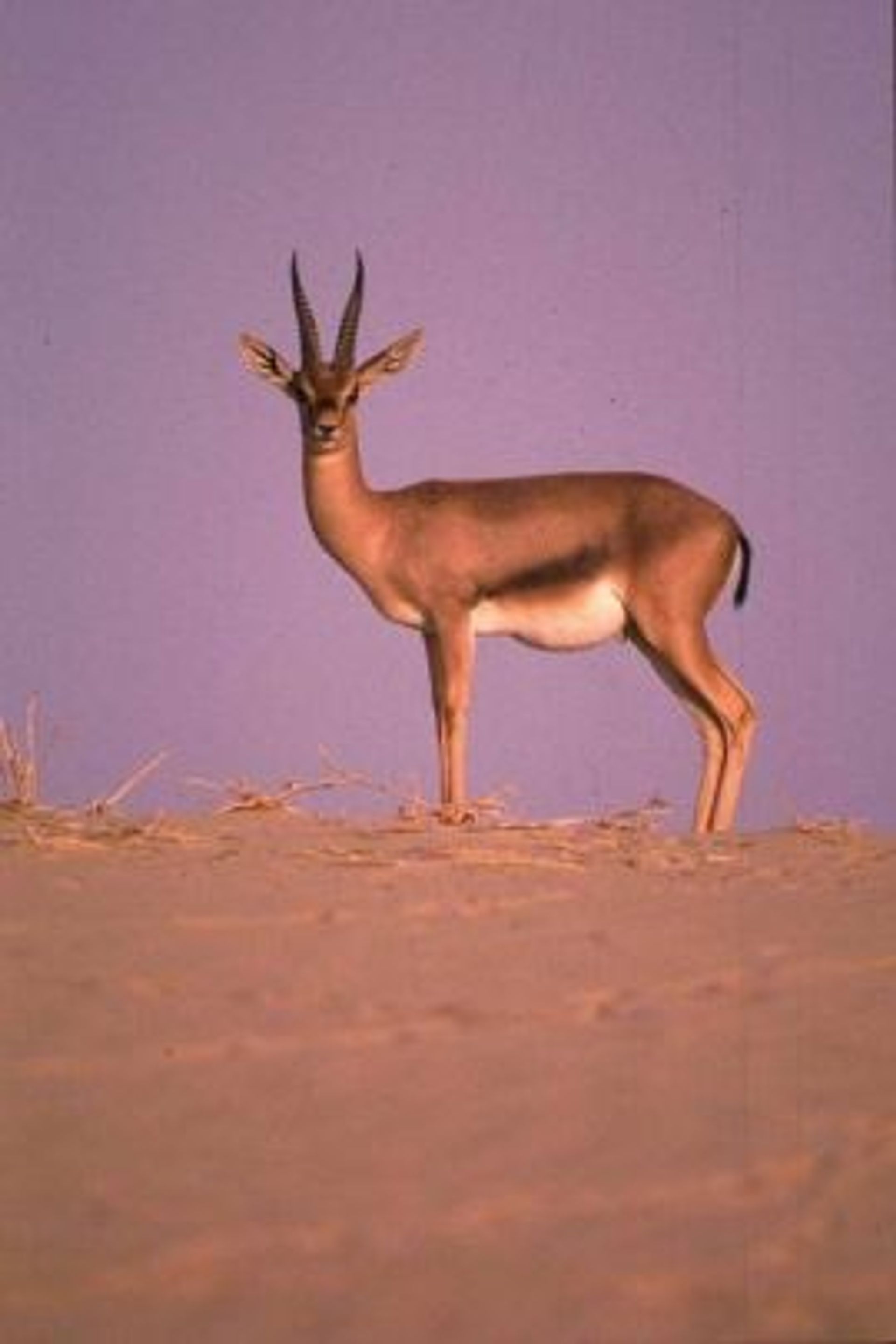 post_غزال الادمي