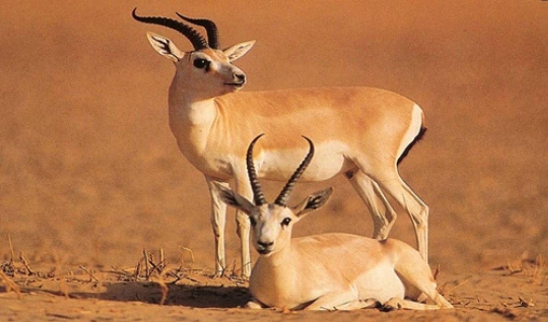 post_غزال الريم