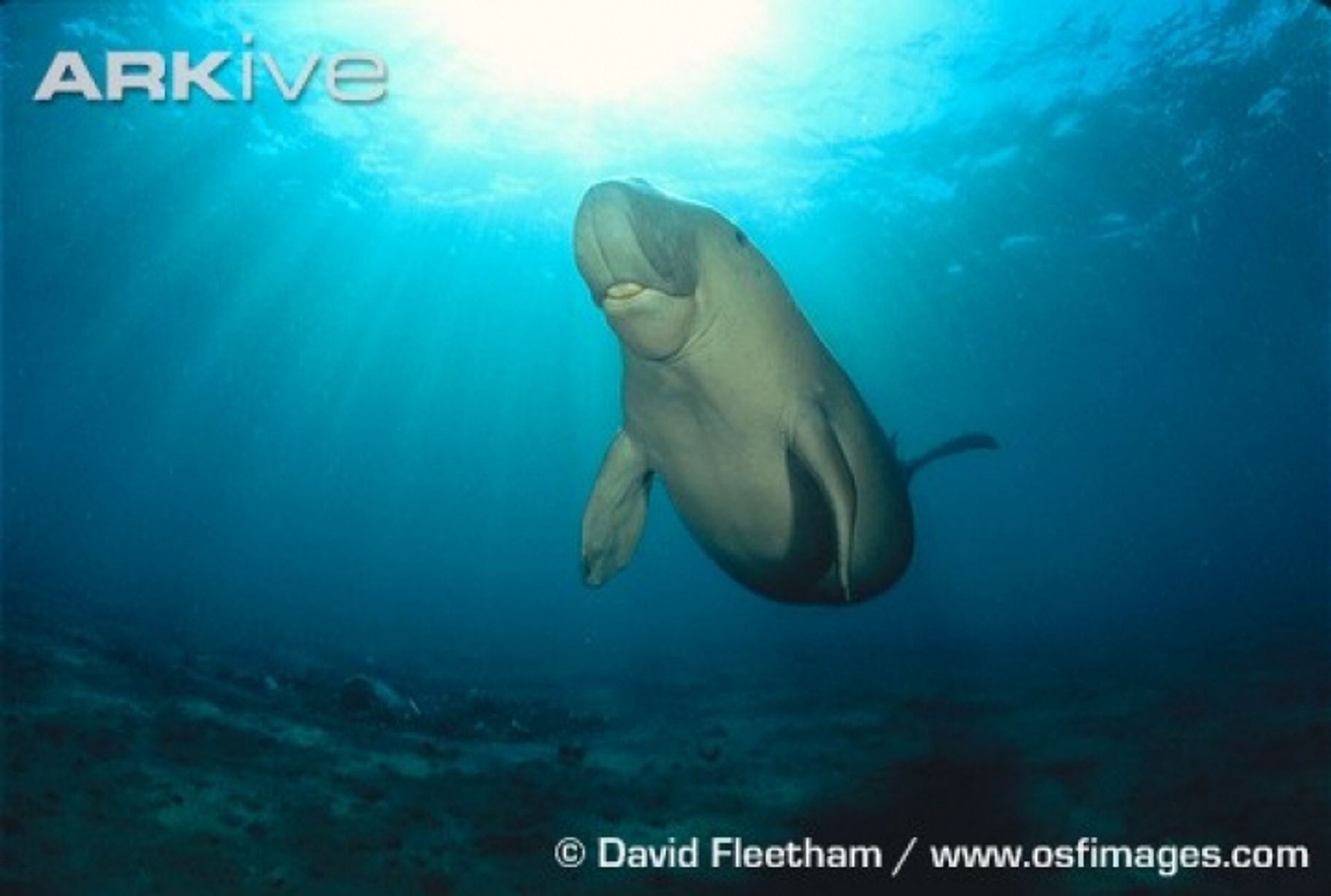 post_أطوم أو عروس البحر الأحمر