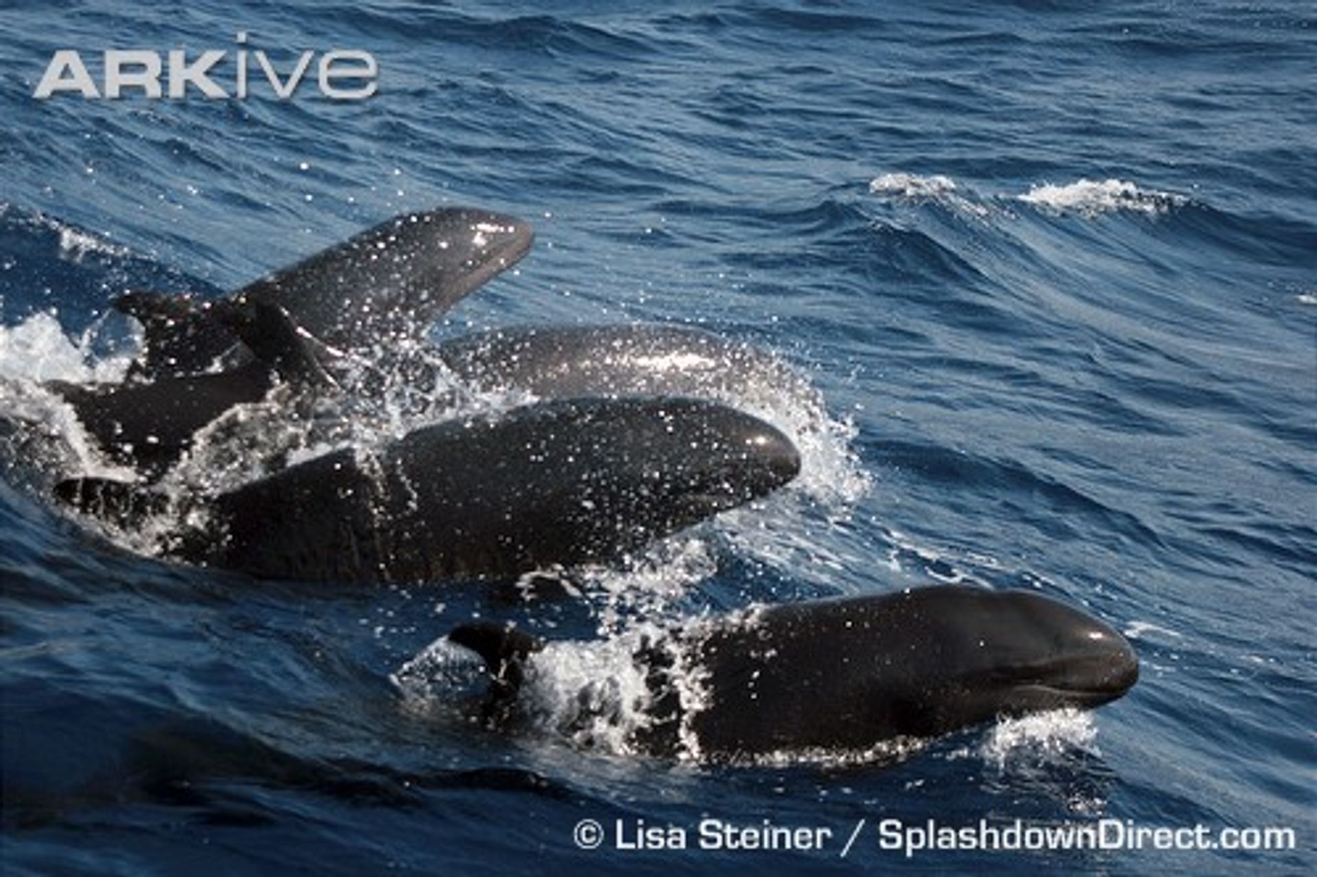 post_الحوت القاتل الكاذب