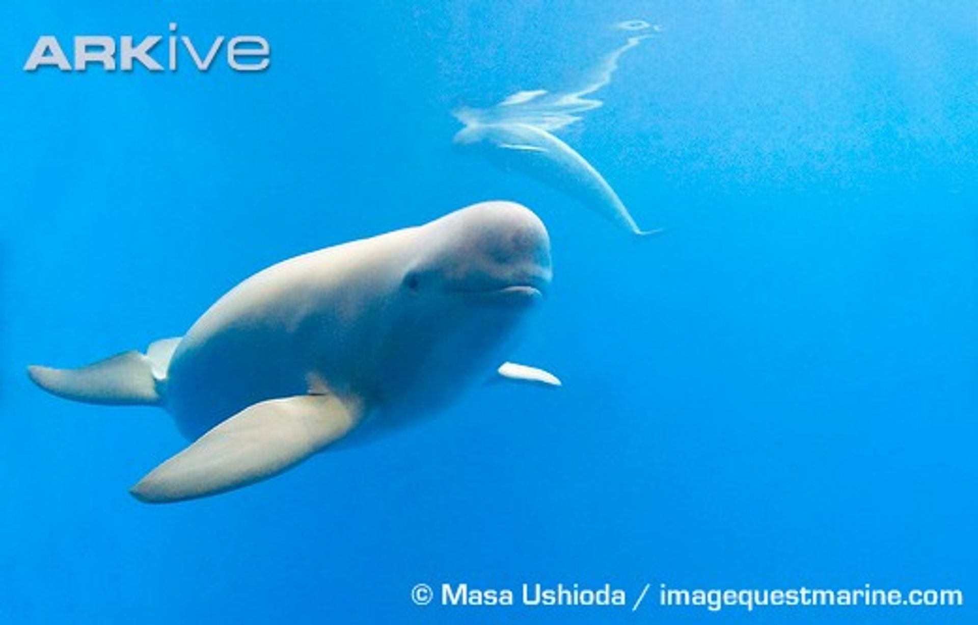 post_خنزير البحر ذو اللون الأسود عديم الزعنفة