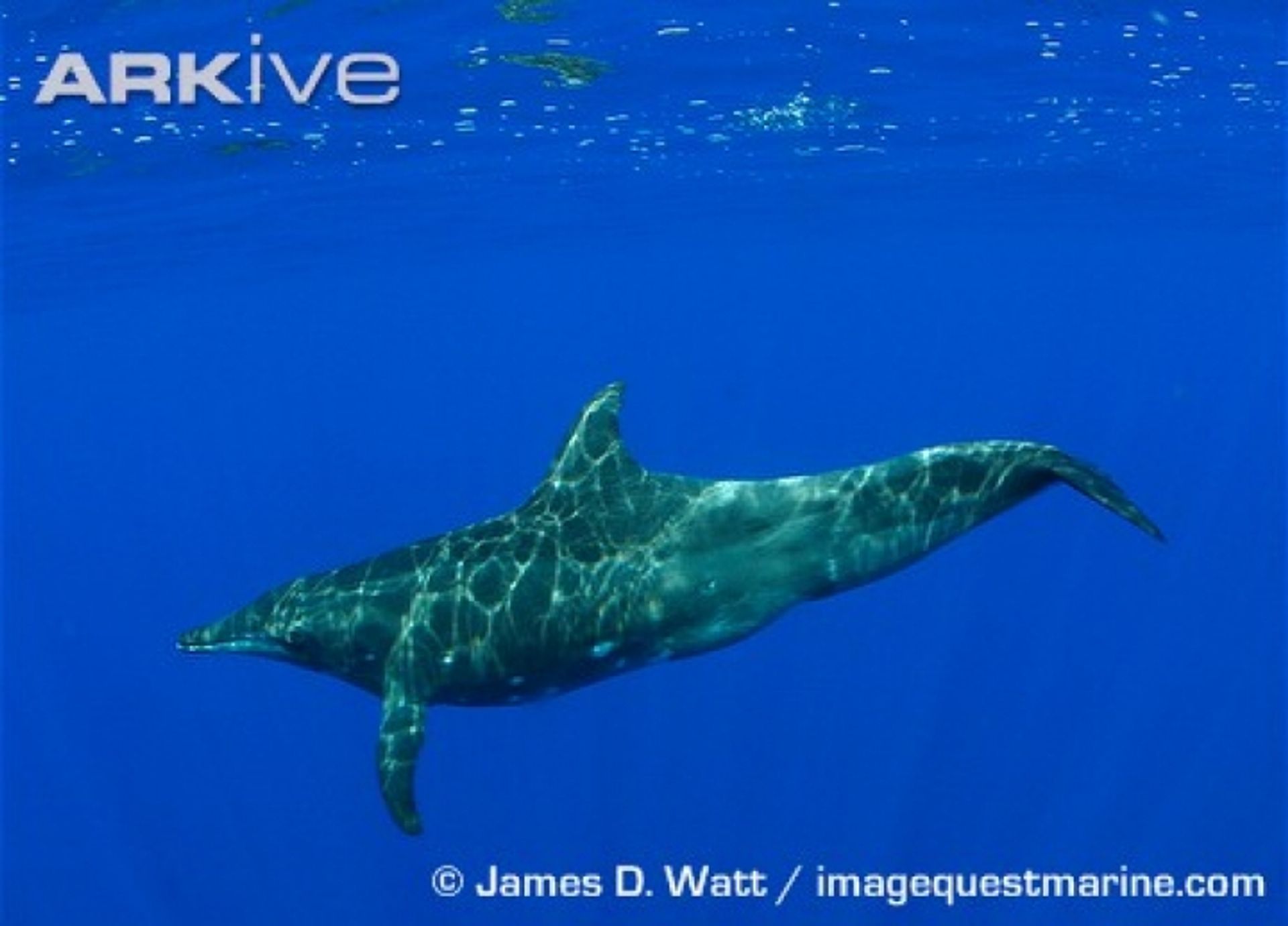 post_الدلفين ذو الأسنان الخشنة