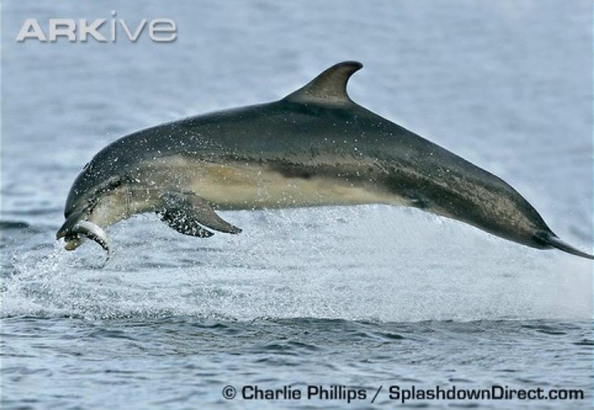 post_الدلفين ذو الانف القاروري