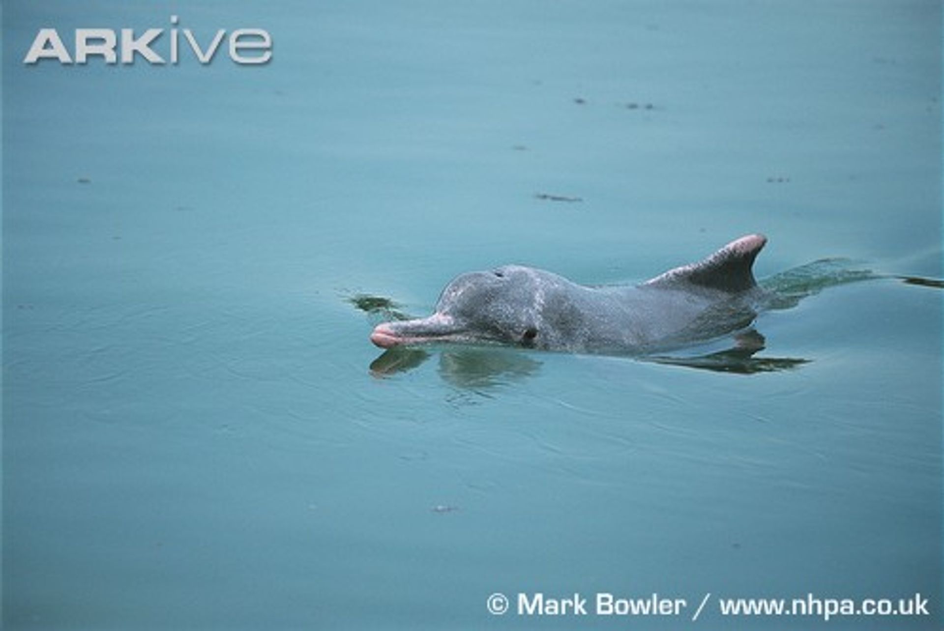 post_الدلفين الأحدب