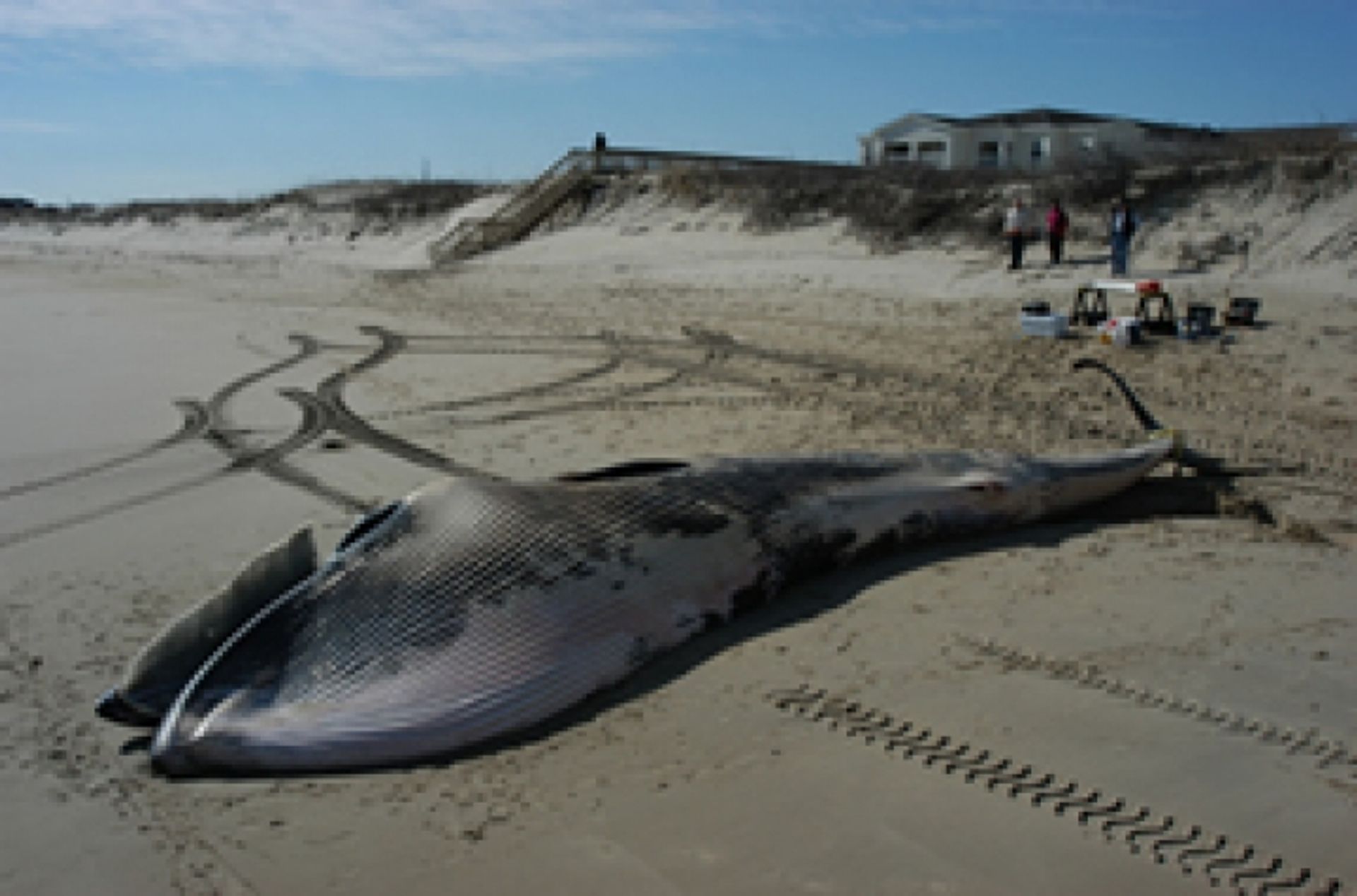 post_حوت الساي