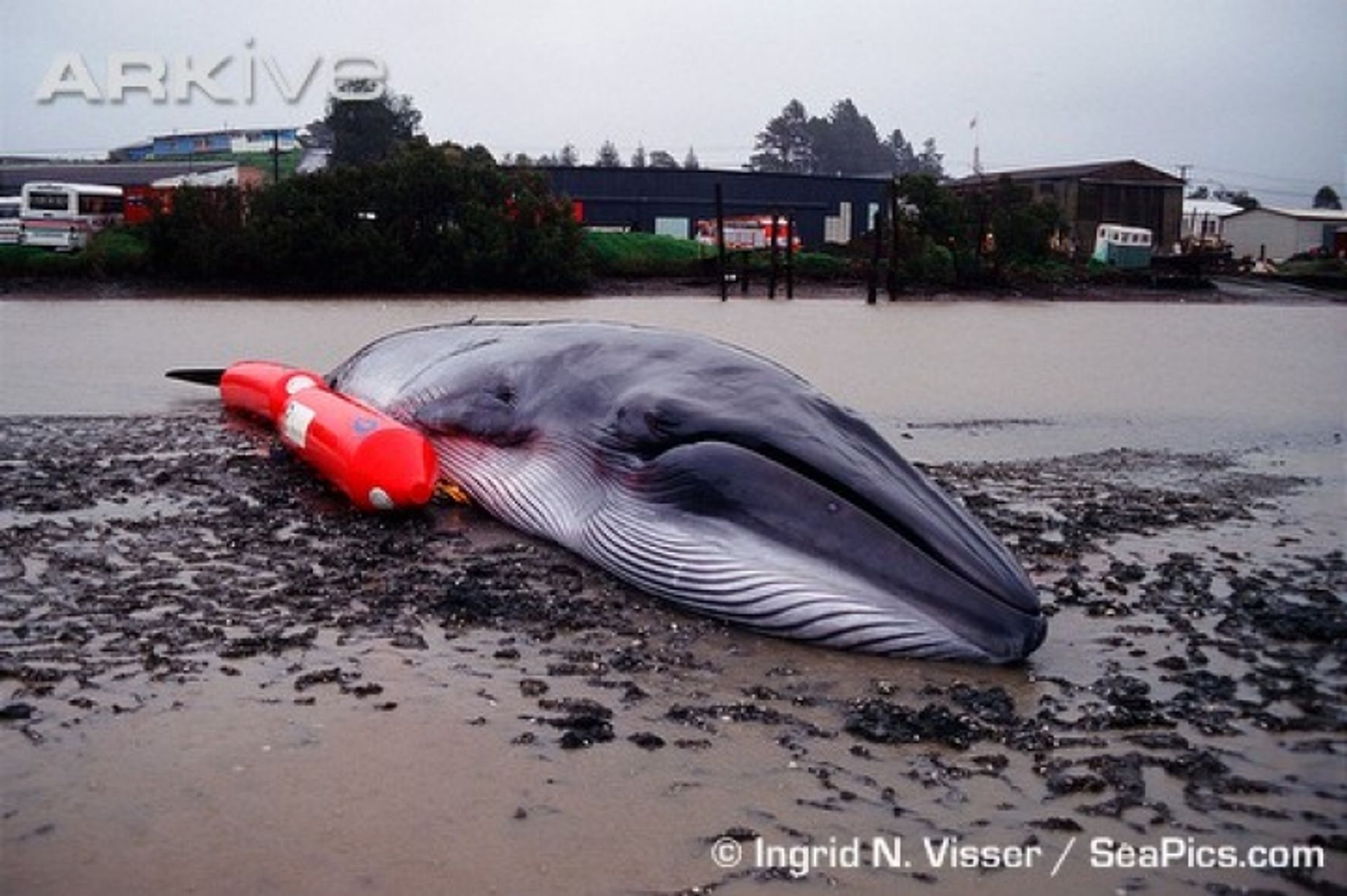 post_حوت بريدي