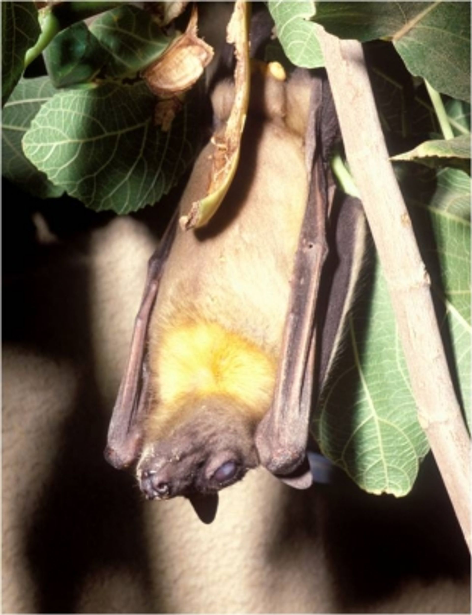 post_خفاش آكل الثمار تبني اللون