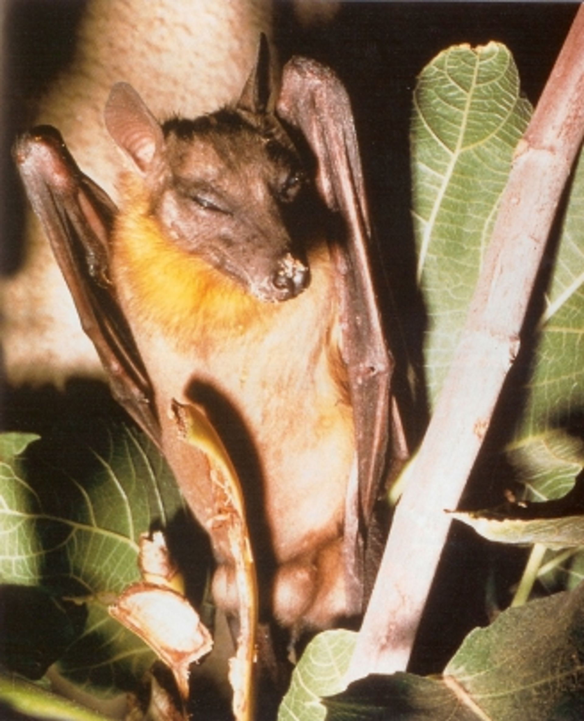 post_الخفاش آكل الثمار المصري