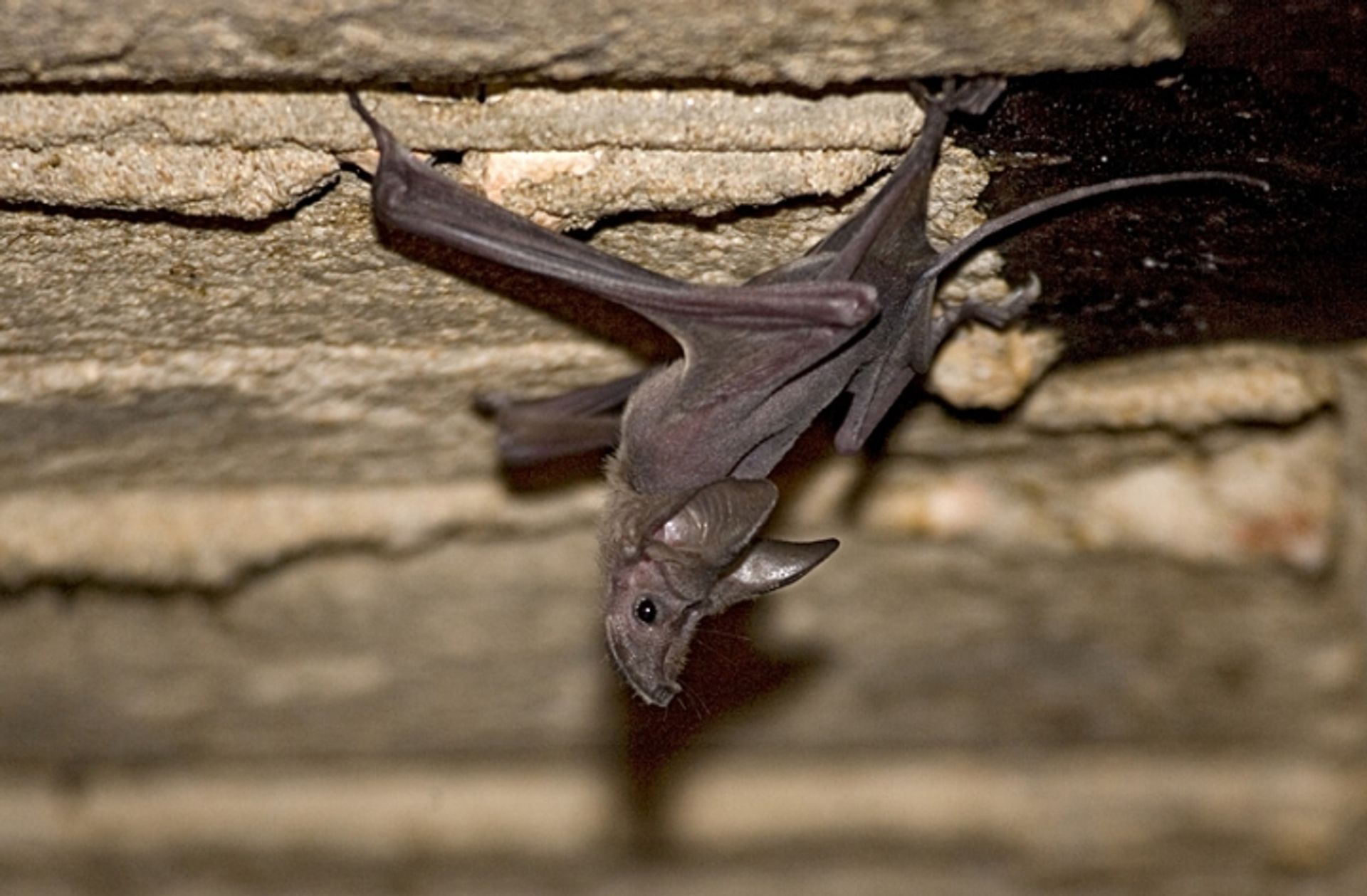 post_الخفاش فأري الذيل الطويل