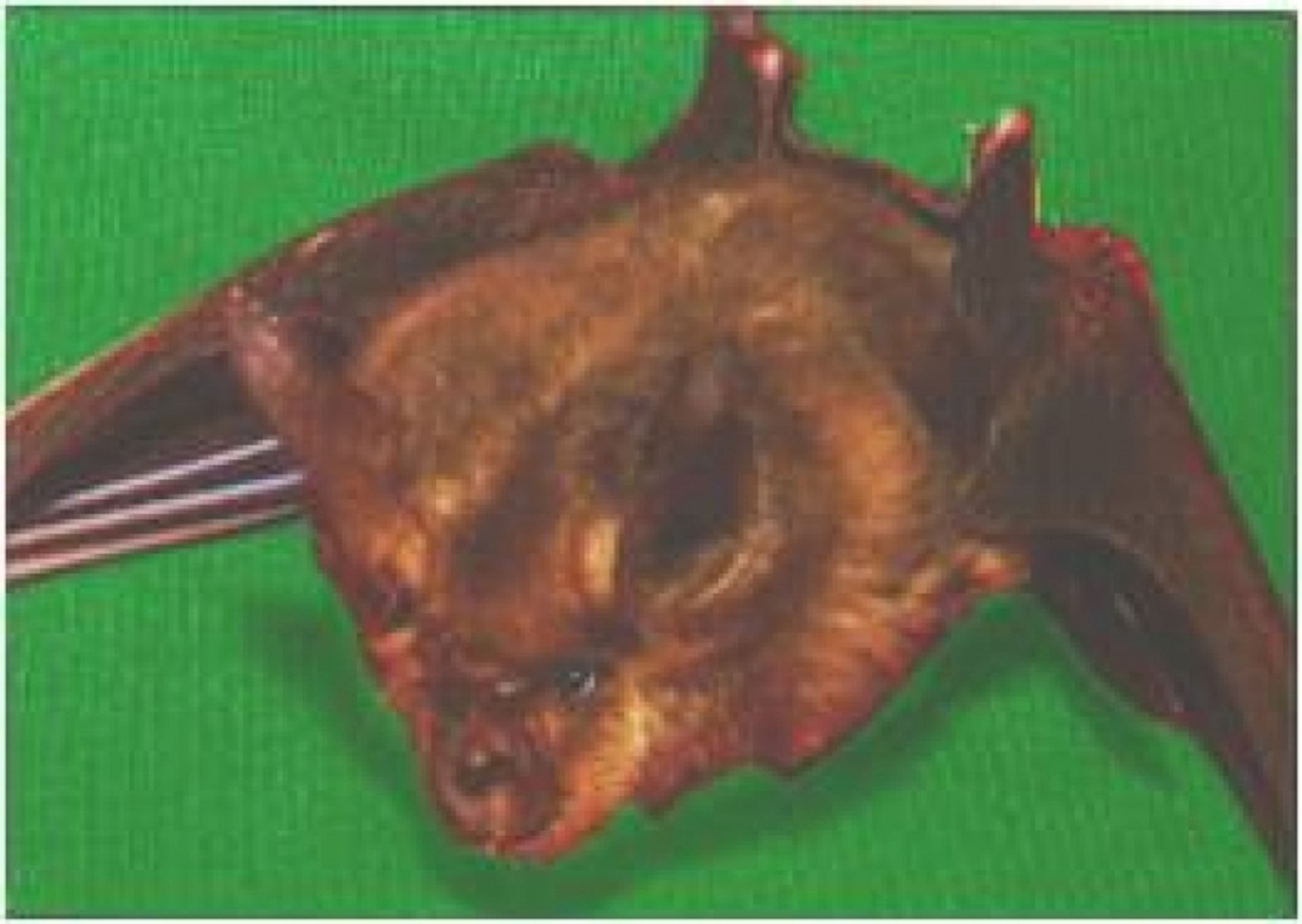 post_خفاش أبو حدوة