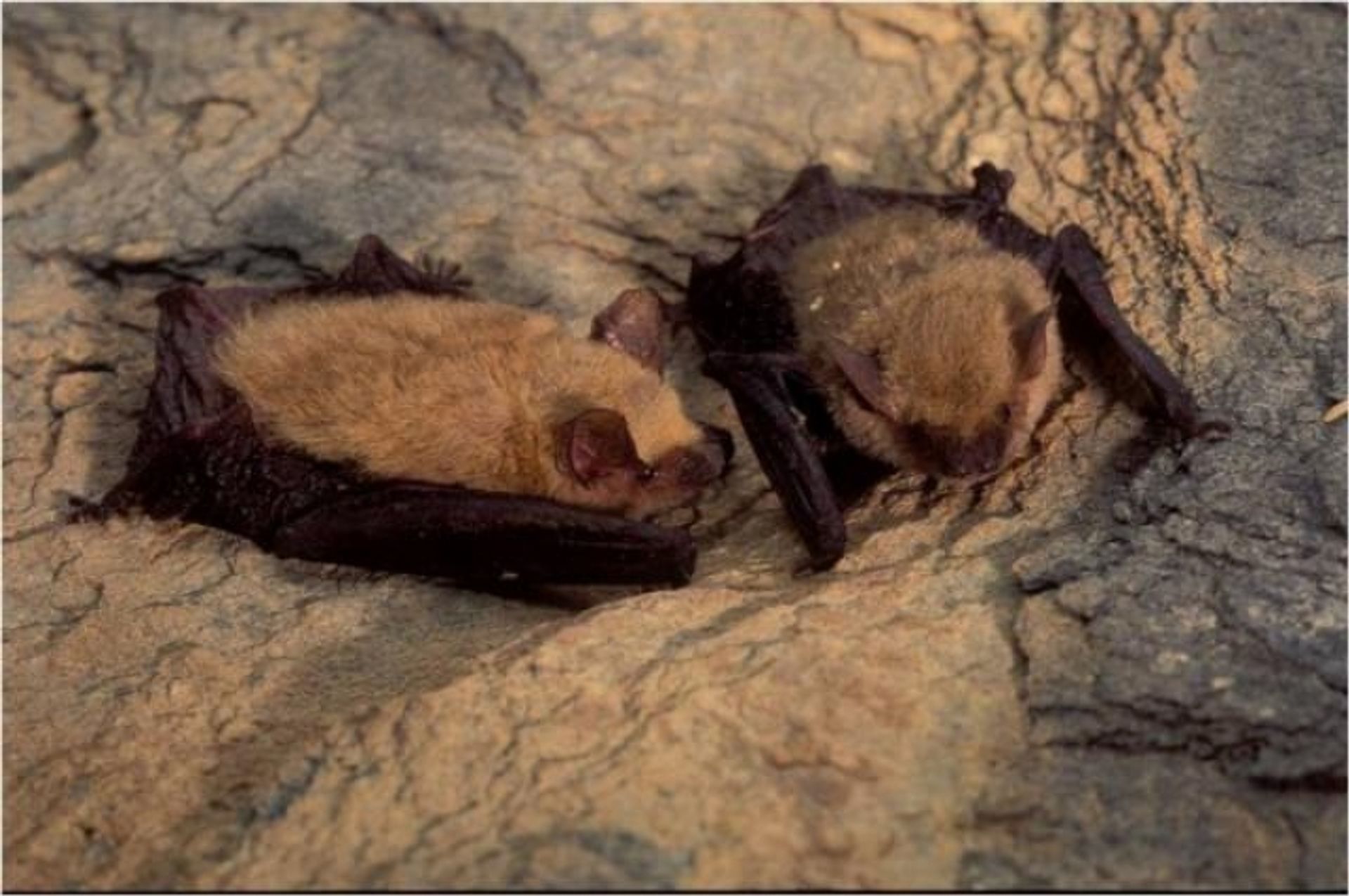 post_خفاش السند/الخفاش الأحمر الصغير