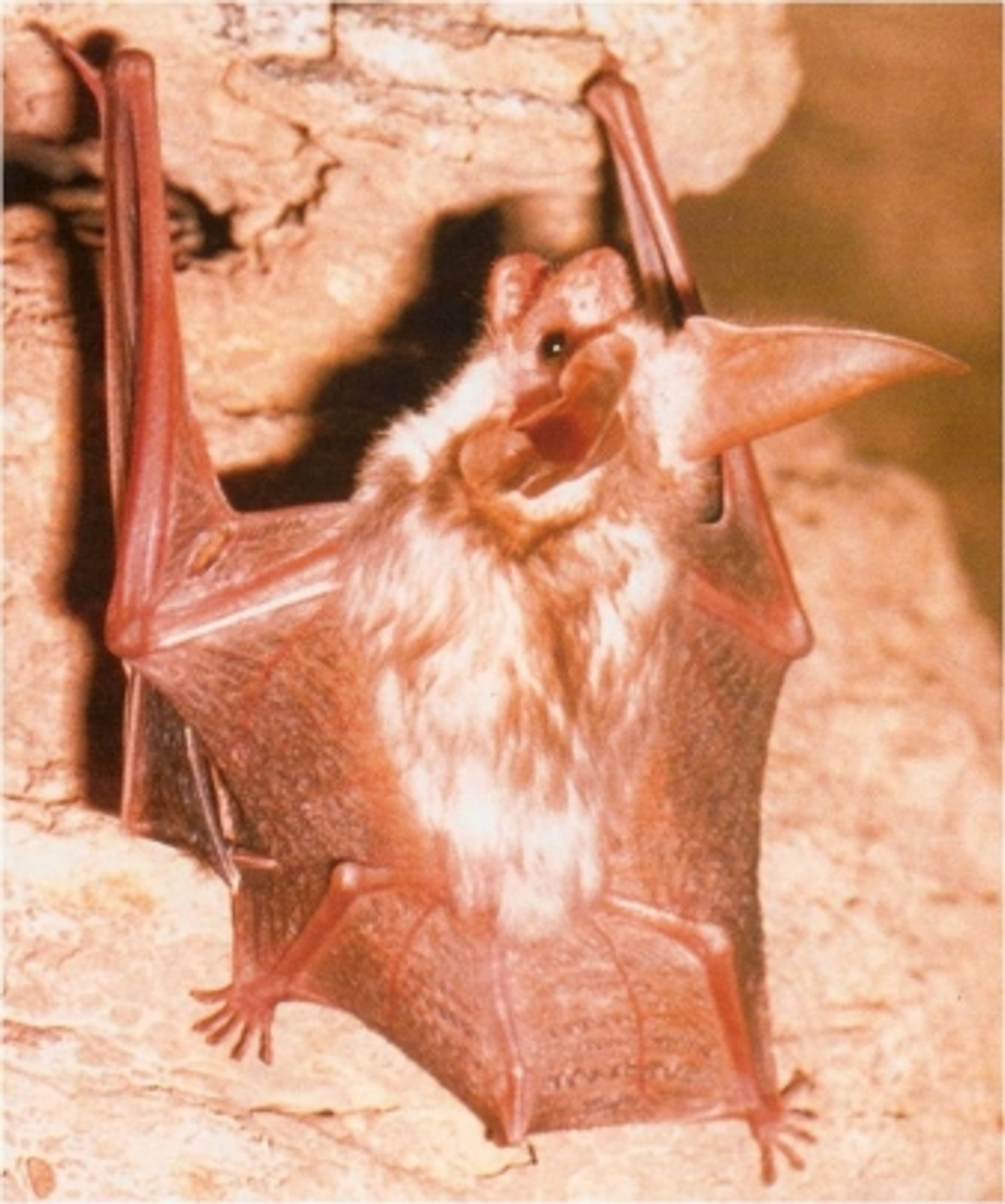 post_خفاش الهفوف الليلي طويل الأذن