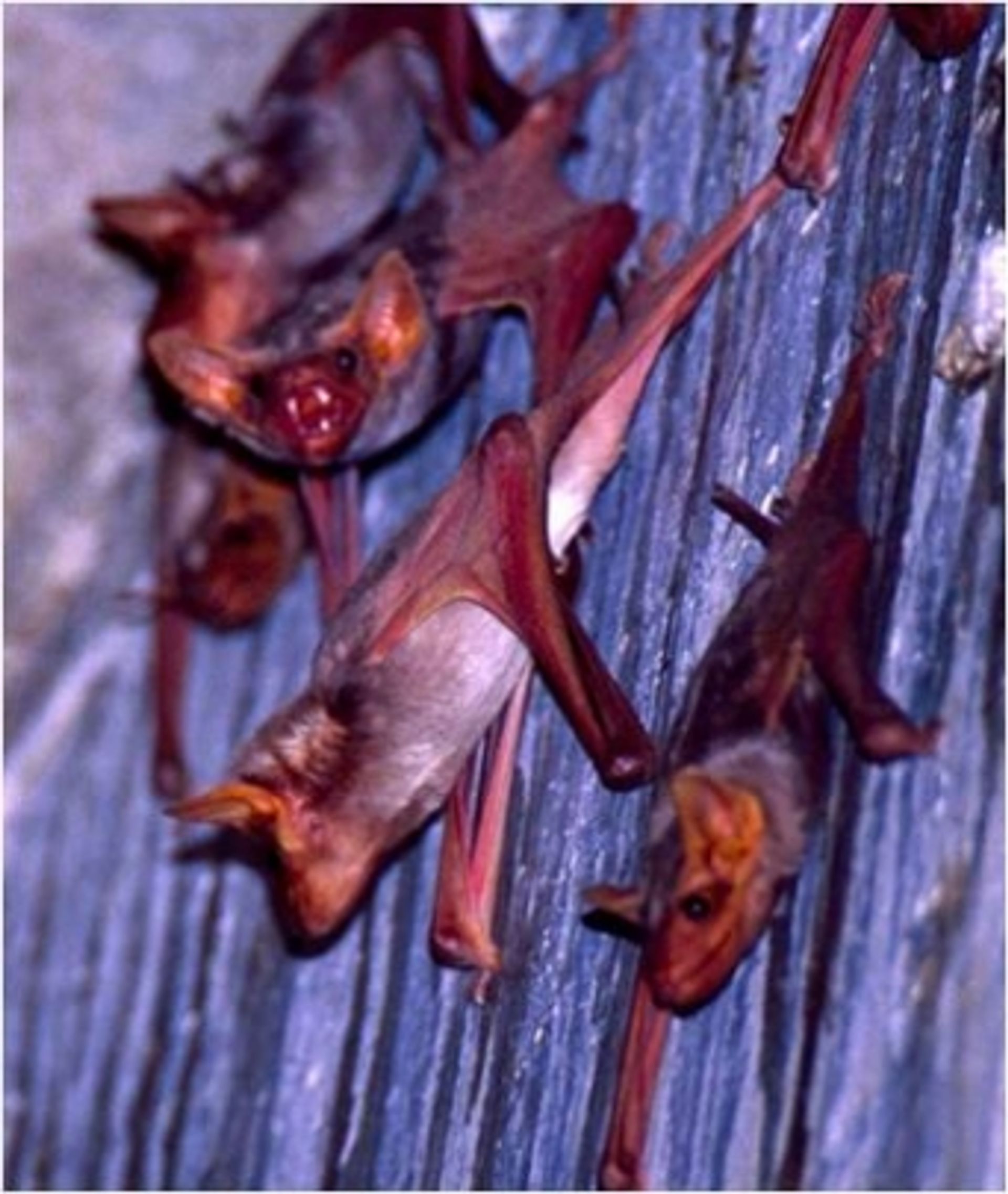 post_خفاش المقابر عاري البطن