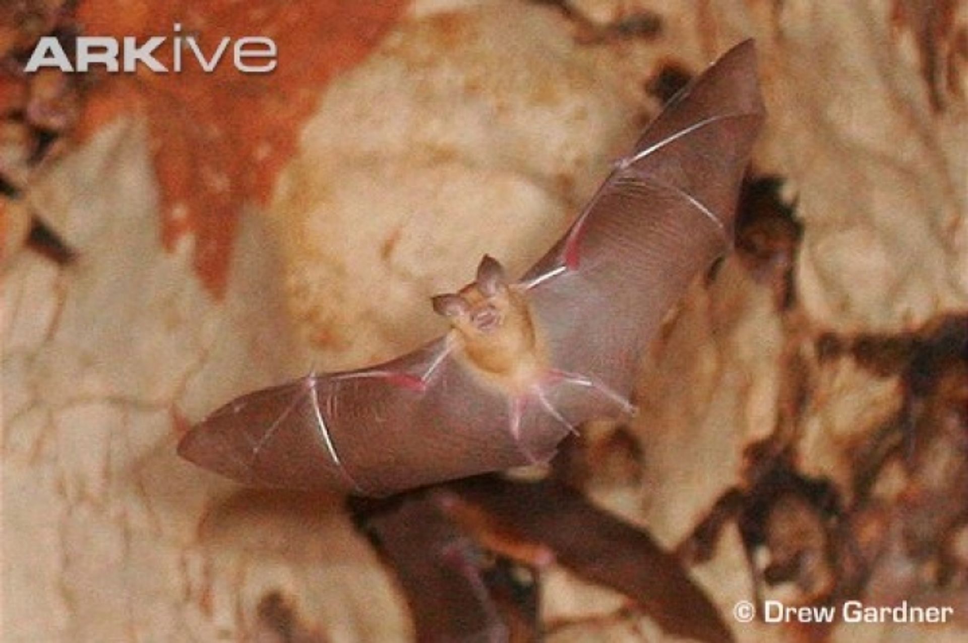 post_الخفاش المصري ذو الأنف الورقي الثلاثي النتوءات