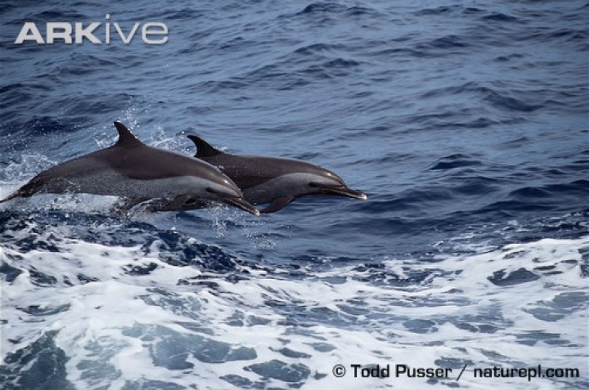 post_الدلفين المنقط الأستوائي