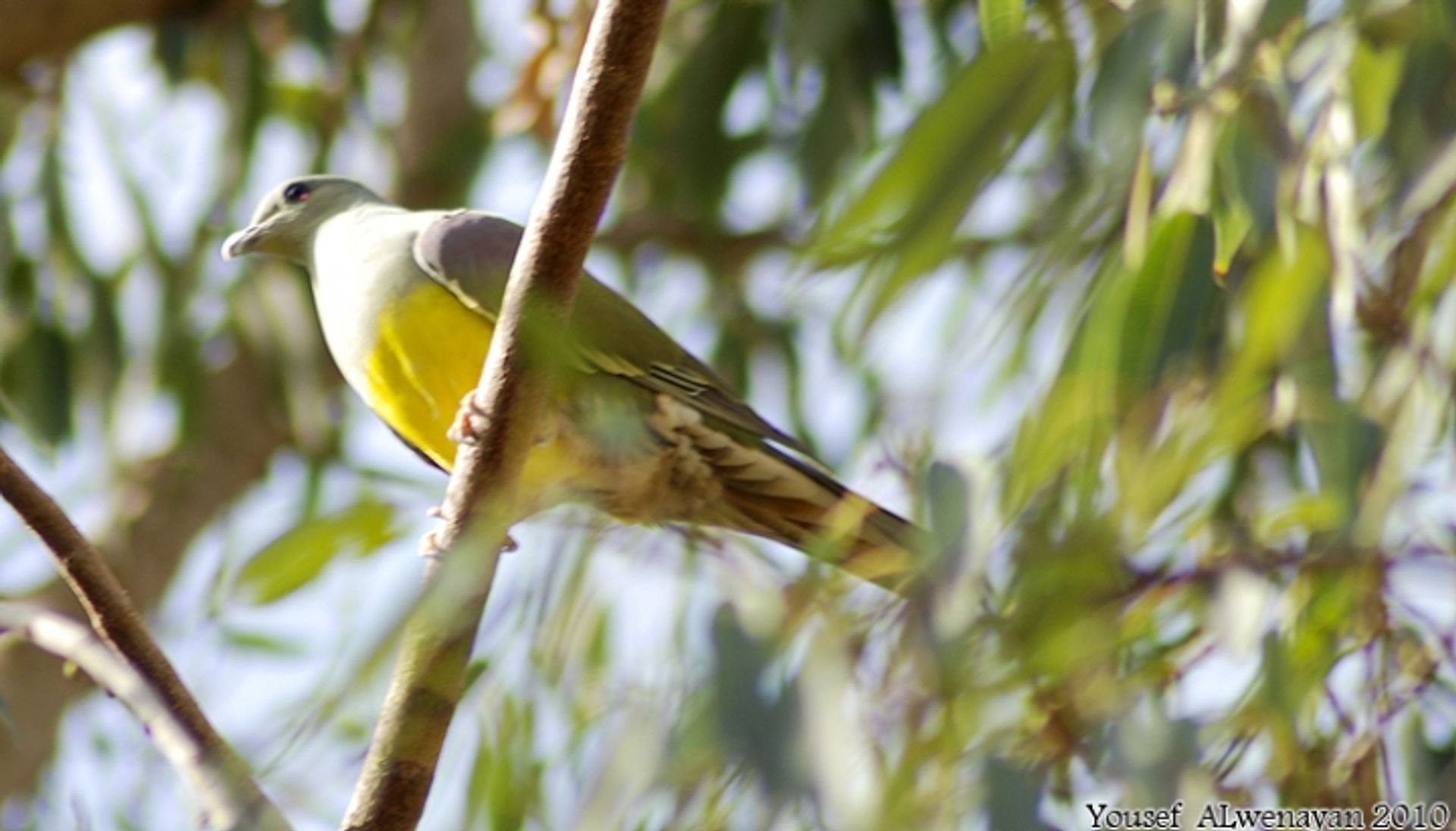 post_الحمامة الخضراء