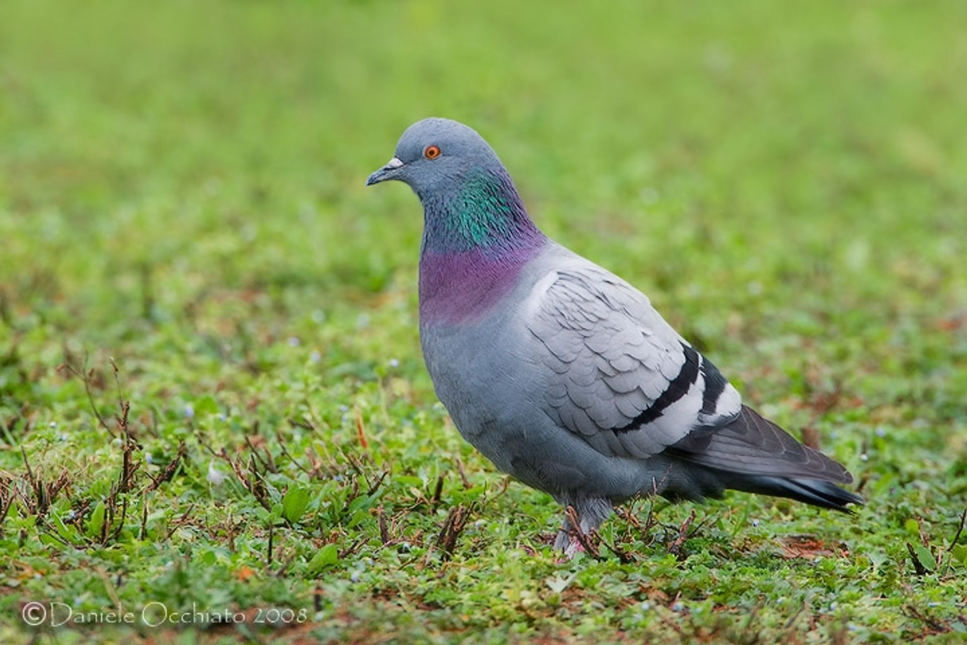 post_حمام الصخور