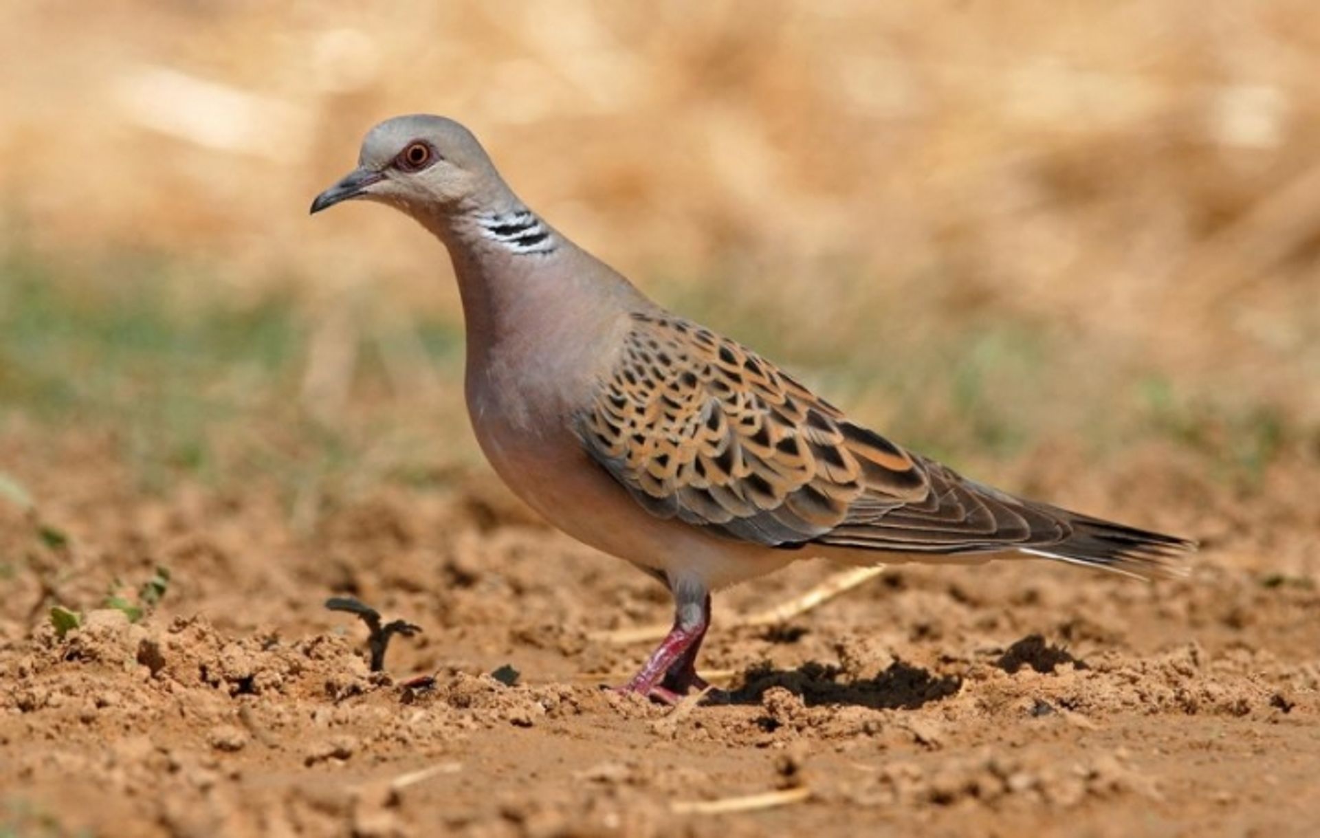 post_القمري (الحمامة السلحفائية)