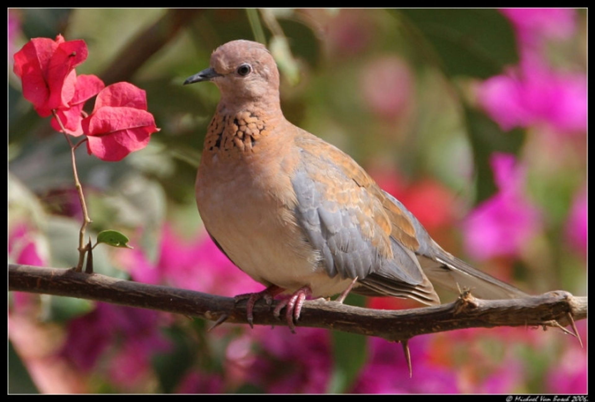 post_اليمامة الضاحكة (فاختة النخيل)