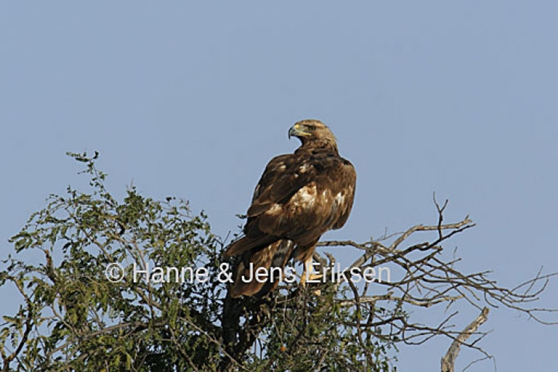 post_العقاب الذهبي