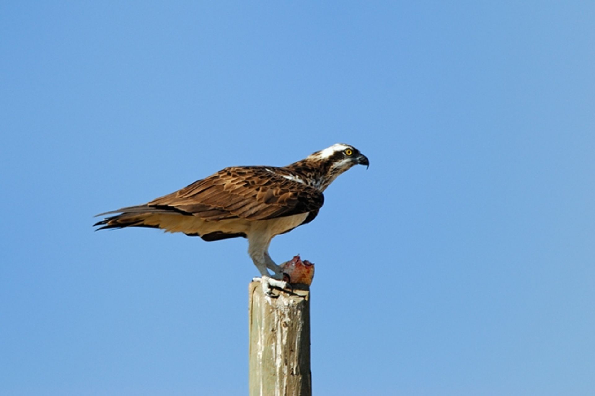 post_العقاب النساري