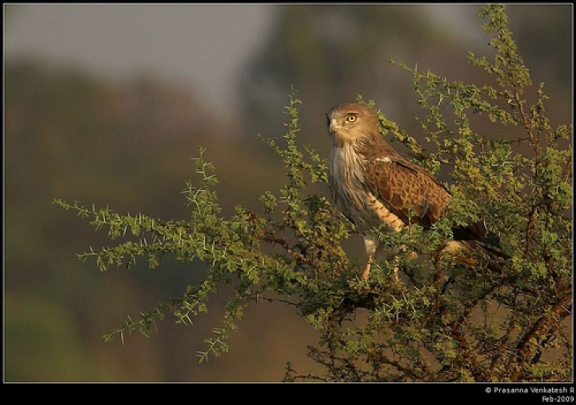 post_عقاب الثعابين