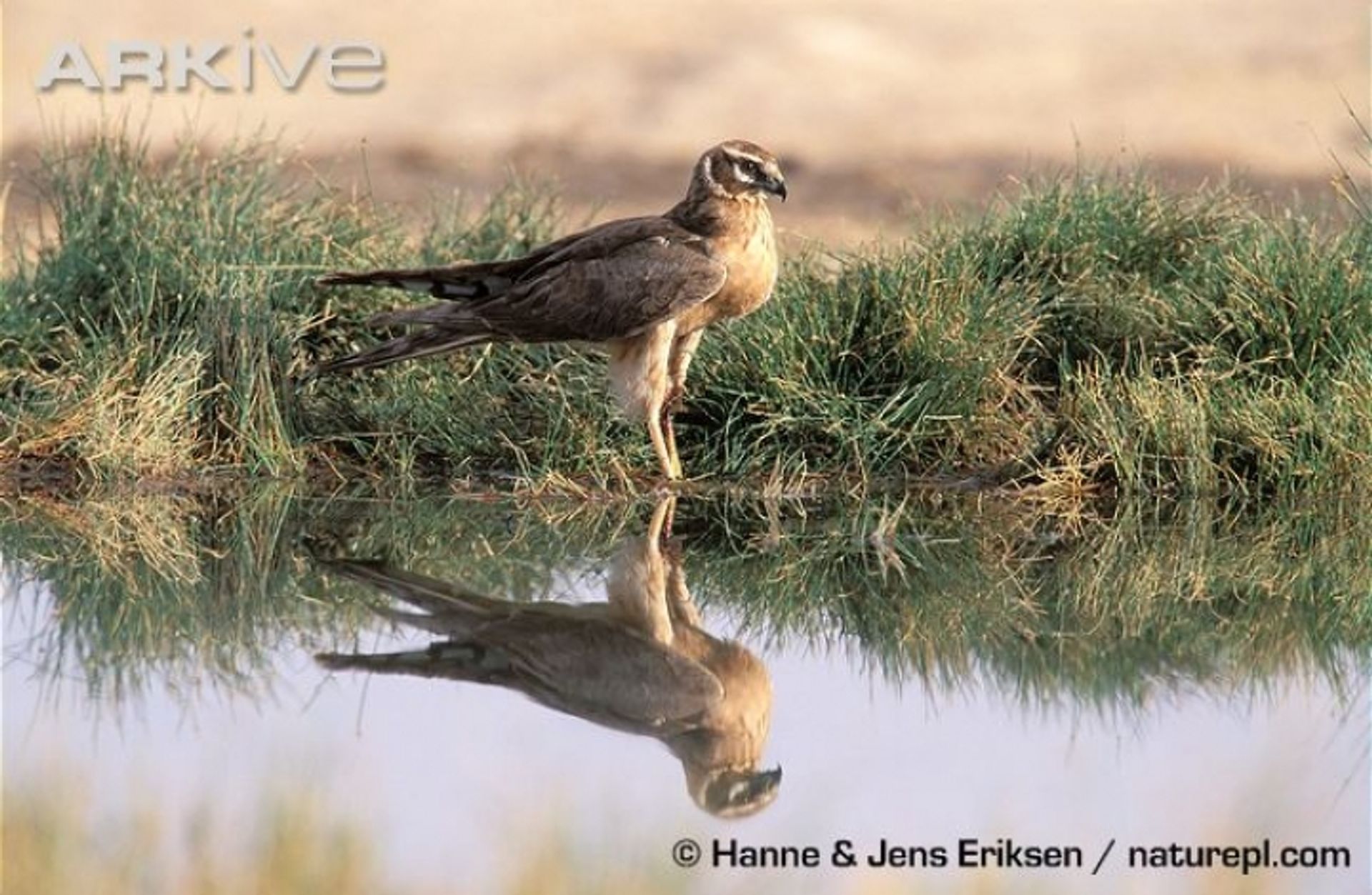 post_مرزة باهتة